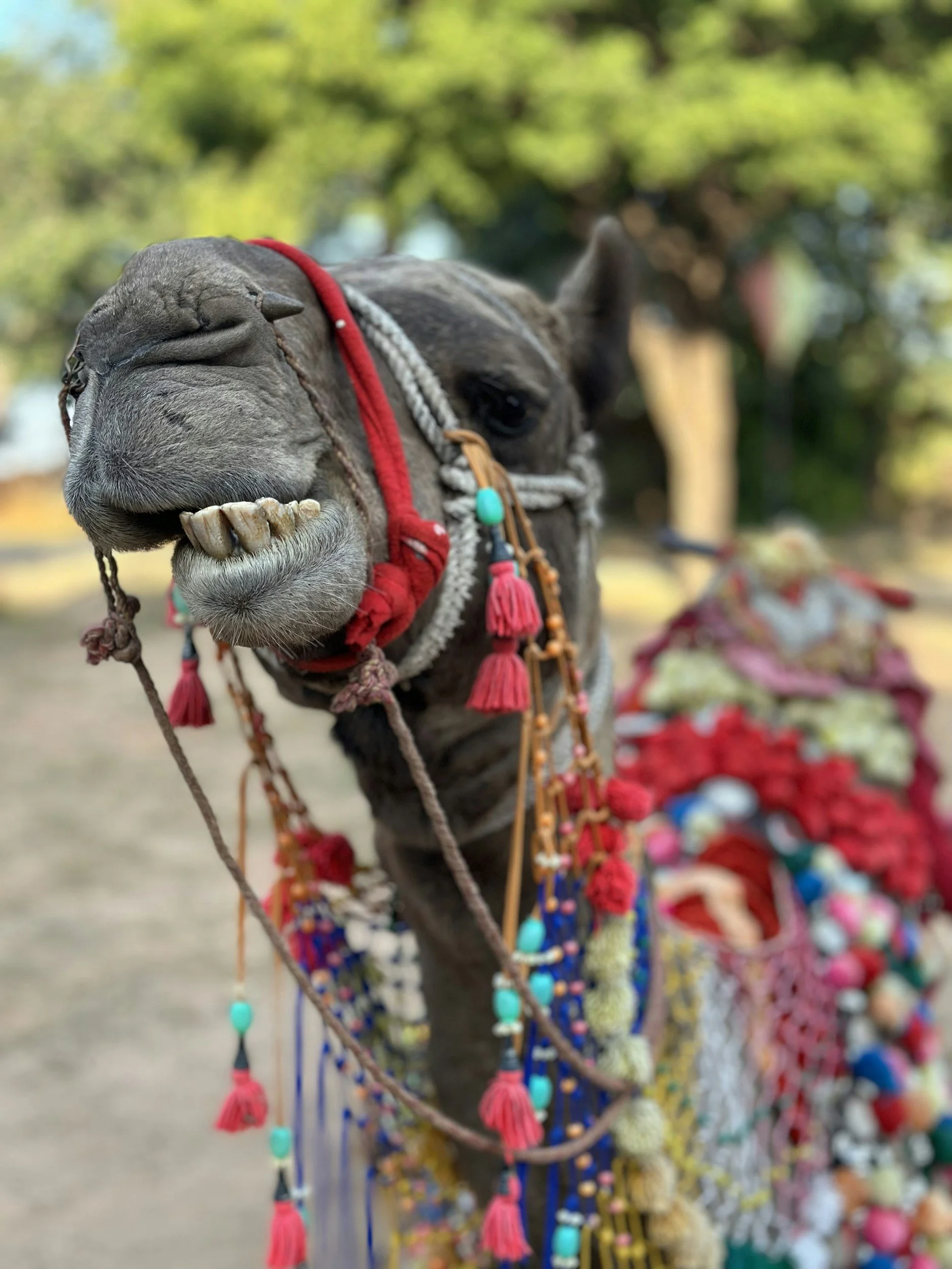 Close-up of a camel's face, adorned with colorful tassels, beads, and fabric decorations, standing outdoors with trees in the background.