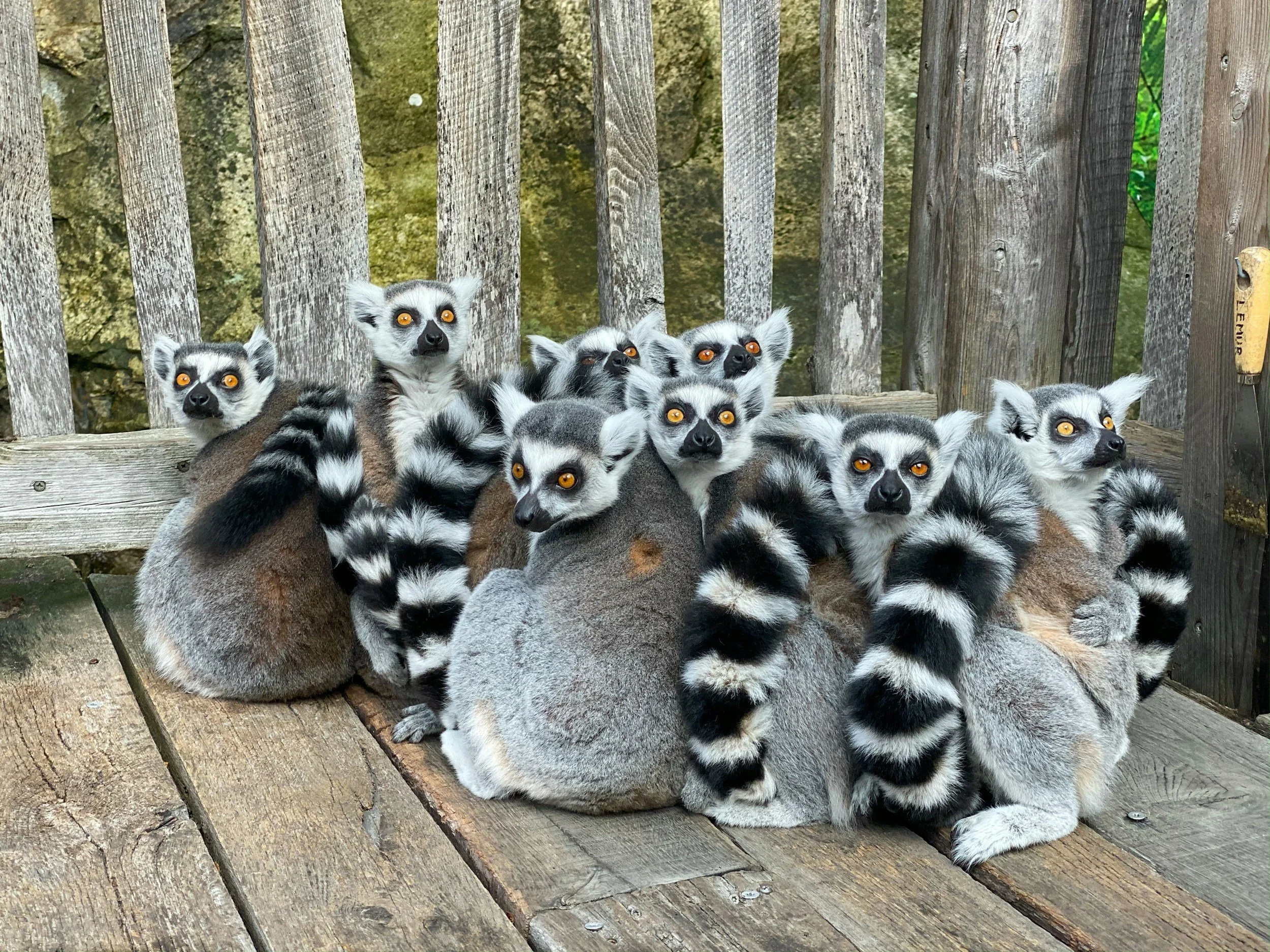 A group of ring-tailed lemurs sitting on a wooden platform inside a fenced enclosure, with some lemurs facing forward and others looking to the sides, showing their black and white striped tails.