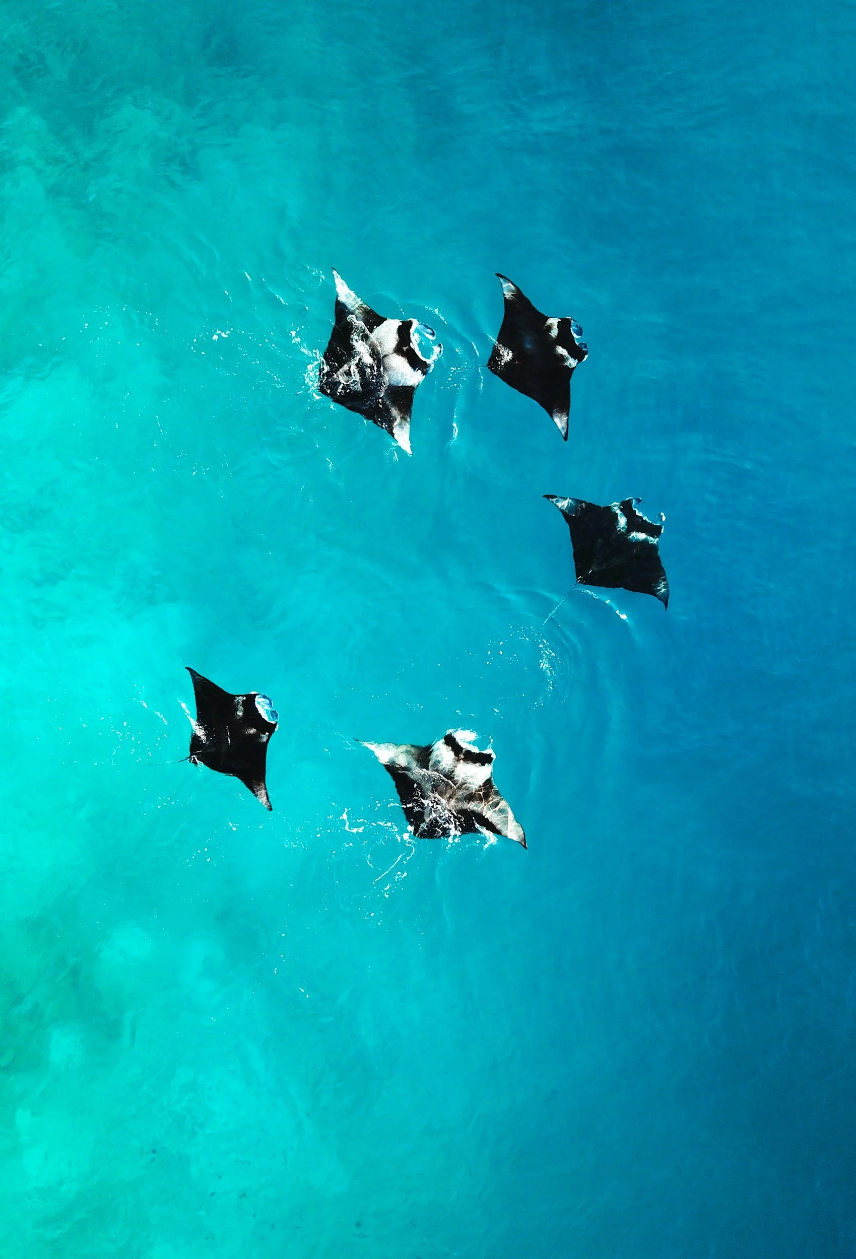 Five manta rays swimming in the ocean, with turquoise water around them.