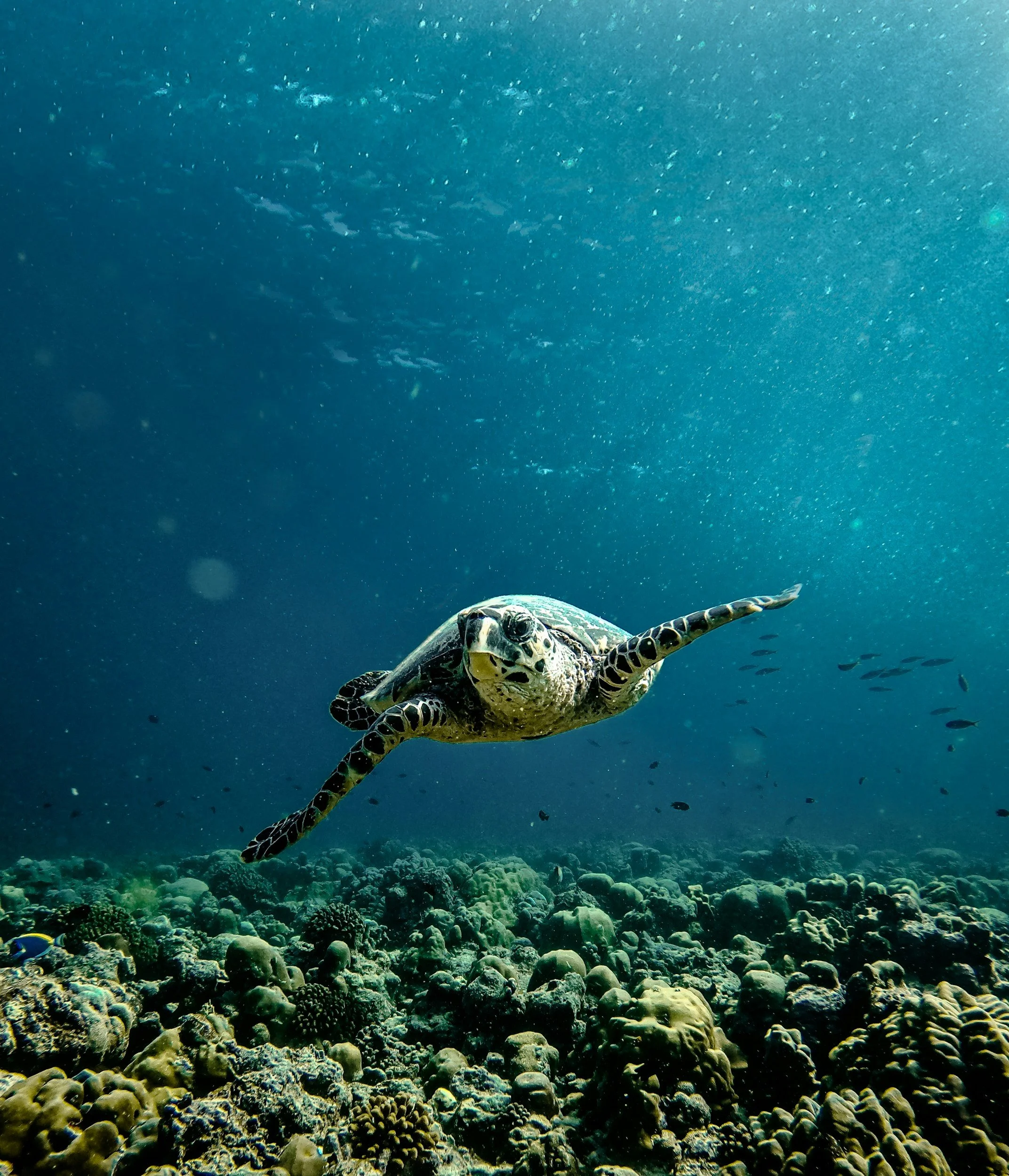 A sea turtle swimming above coral reef in clear ocean water.