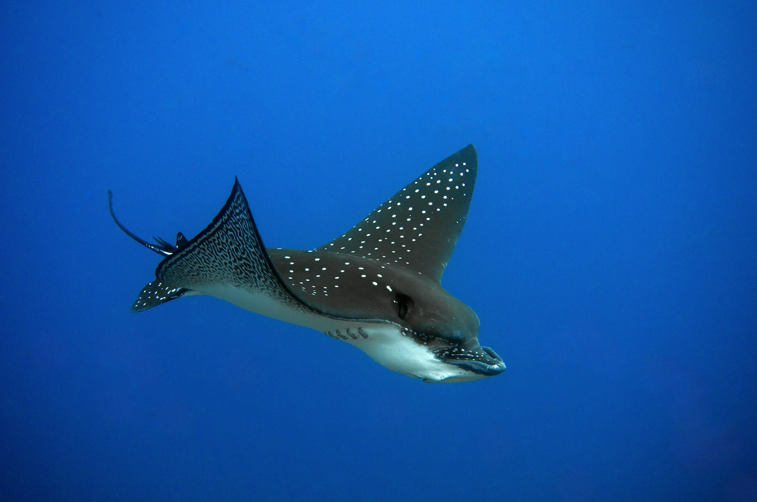 A spotted eagle ray swimming in the blue ocean water.