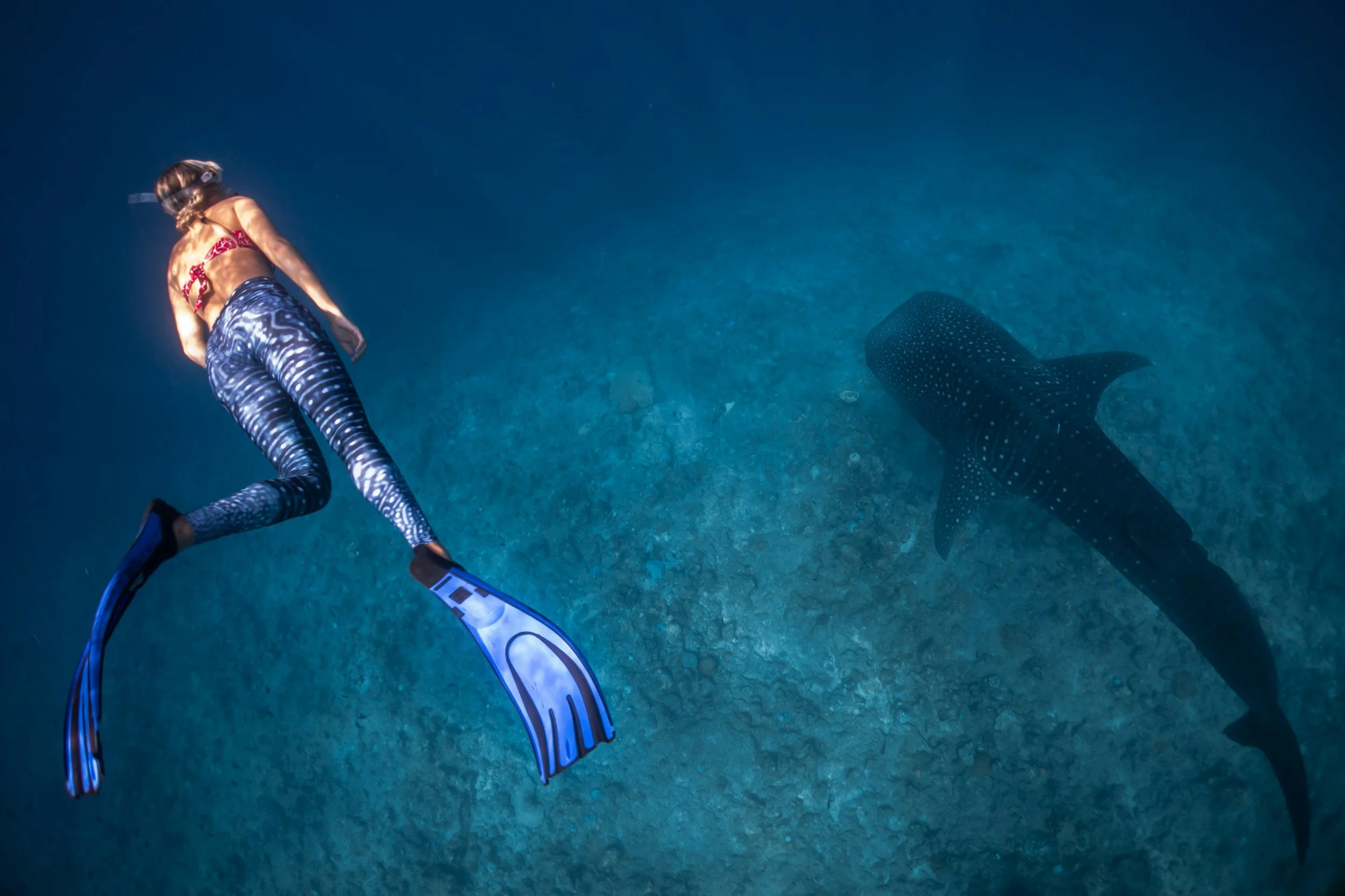 A woman with scuba gear swimming underwater alongside a whale shark.