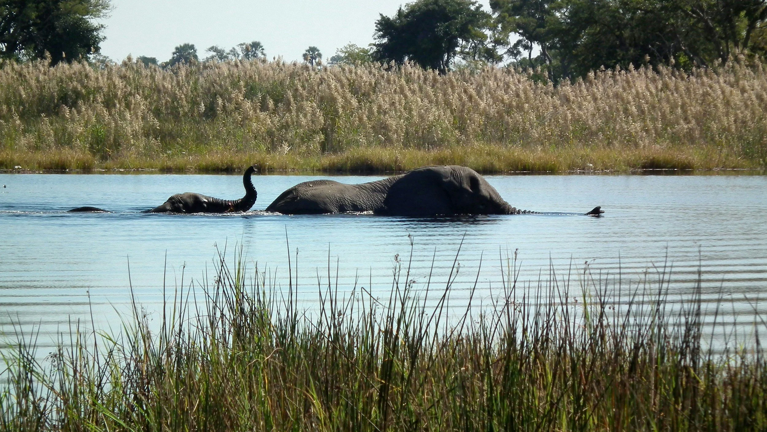 Elephants swimming in a lake surrounded by tall grass and trees in the background.