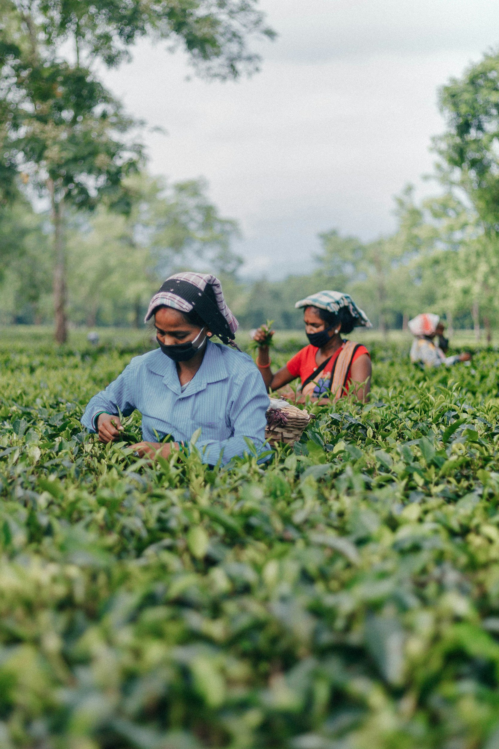Three women wearing face masks picking tea leaves in a lush green tea plantation.