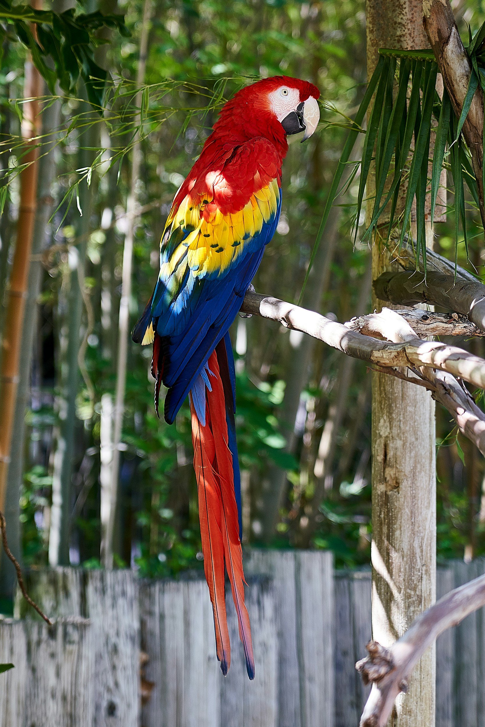 Colorful macaw parrot perched on a branch amidst green foliage in a natural setting.
