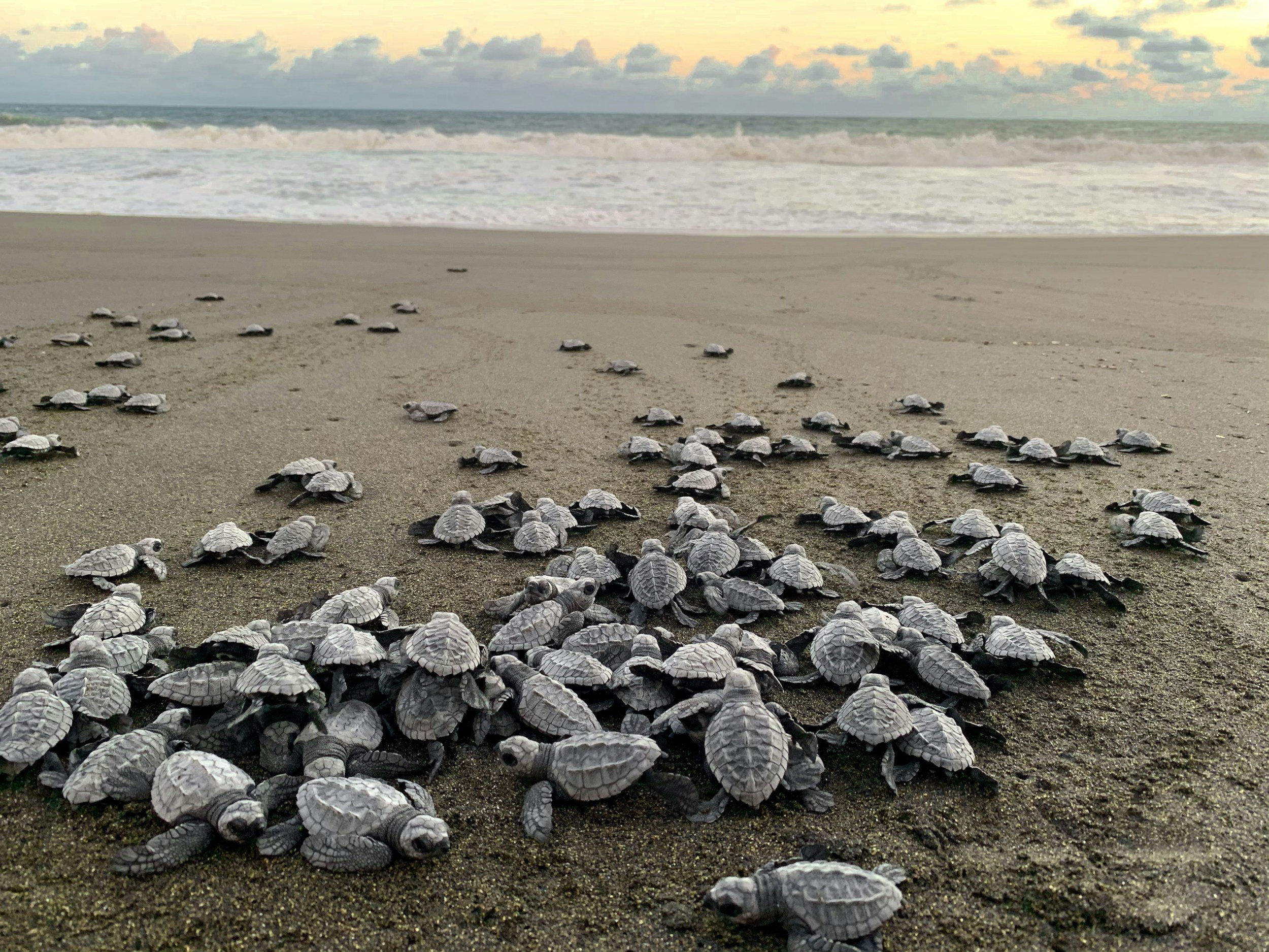 A large group of baby sea turtles on a sandy beach heading towards the ocean, with waves and a cloudy sky in the background.