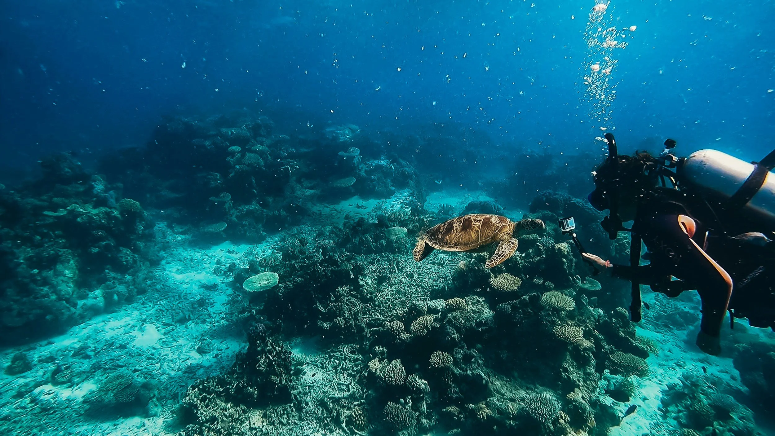 A scuba diver taking a photo of a turtle swimming above a coral reef underwater.