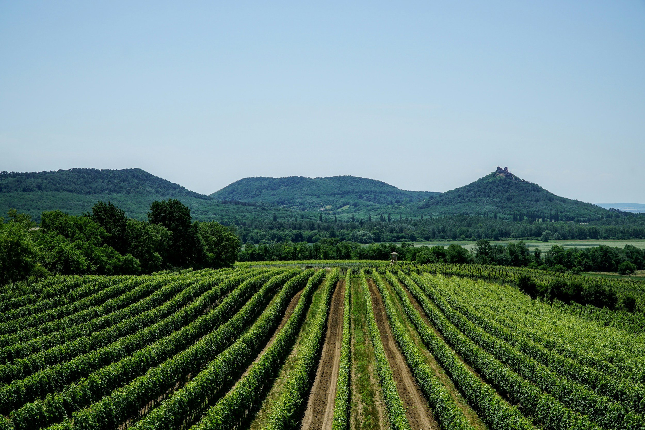 Vineyard with rows of grapevines and green hills with a castle on top in the background, under a blue sky.