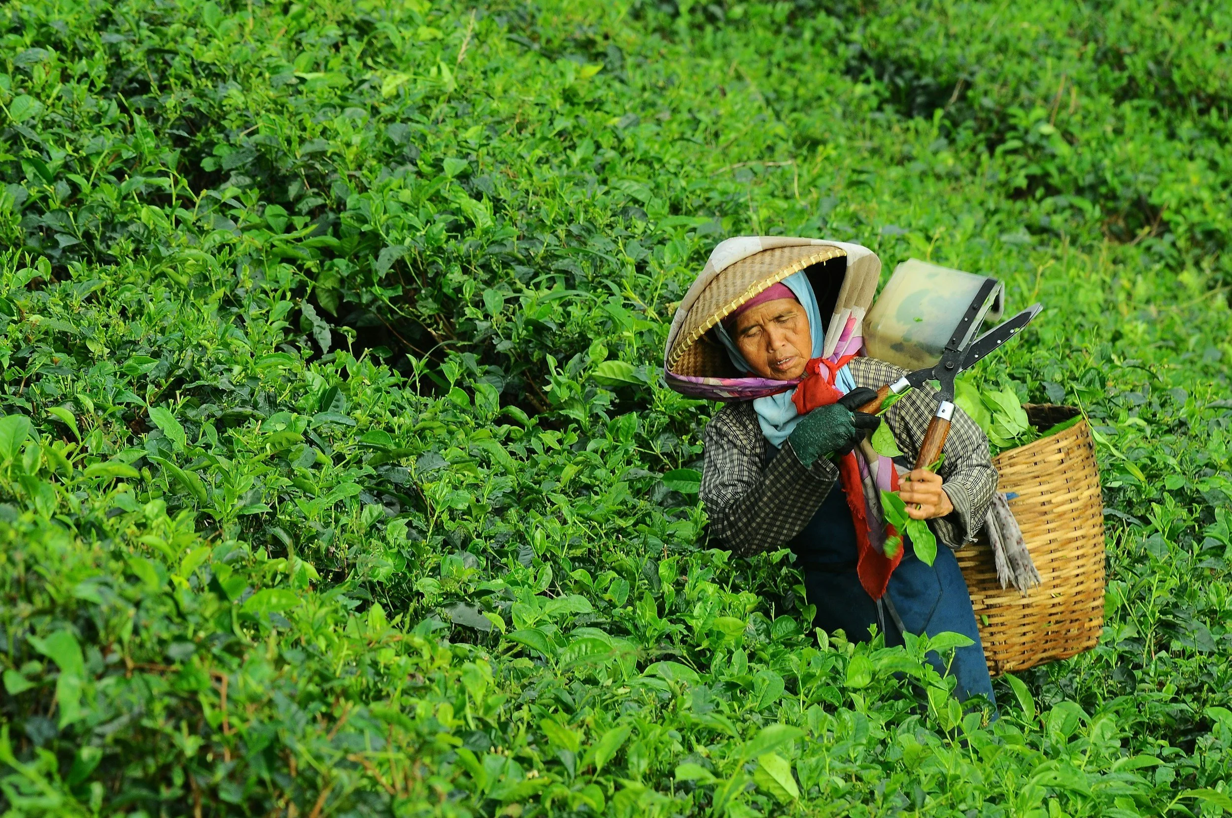 An elderly woman harvesting tea leaves in a lush green tea plantation, wearing traditional clothing including a conical hat and carrying a woven basket.