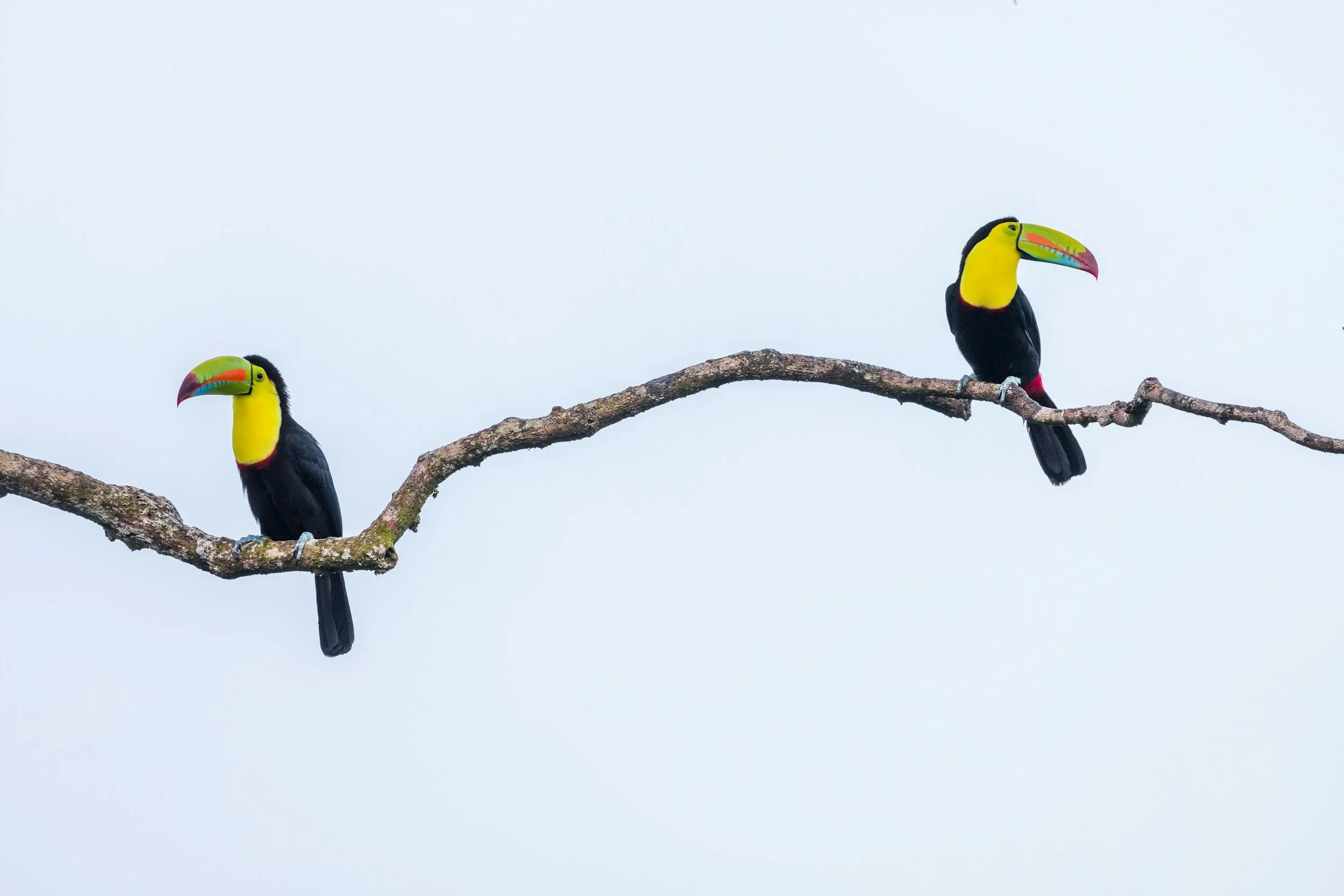 Two toucans perched on a thin, curved tree branch against a pale sky background.