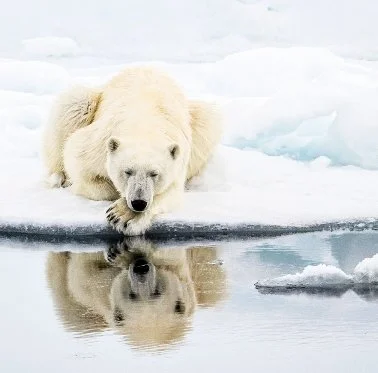 Discover Expedition Cruising with PONANT