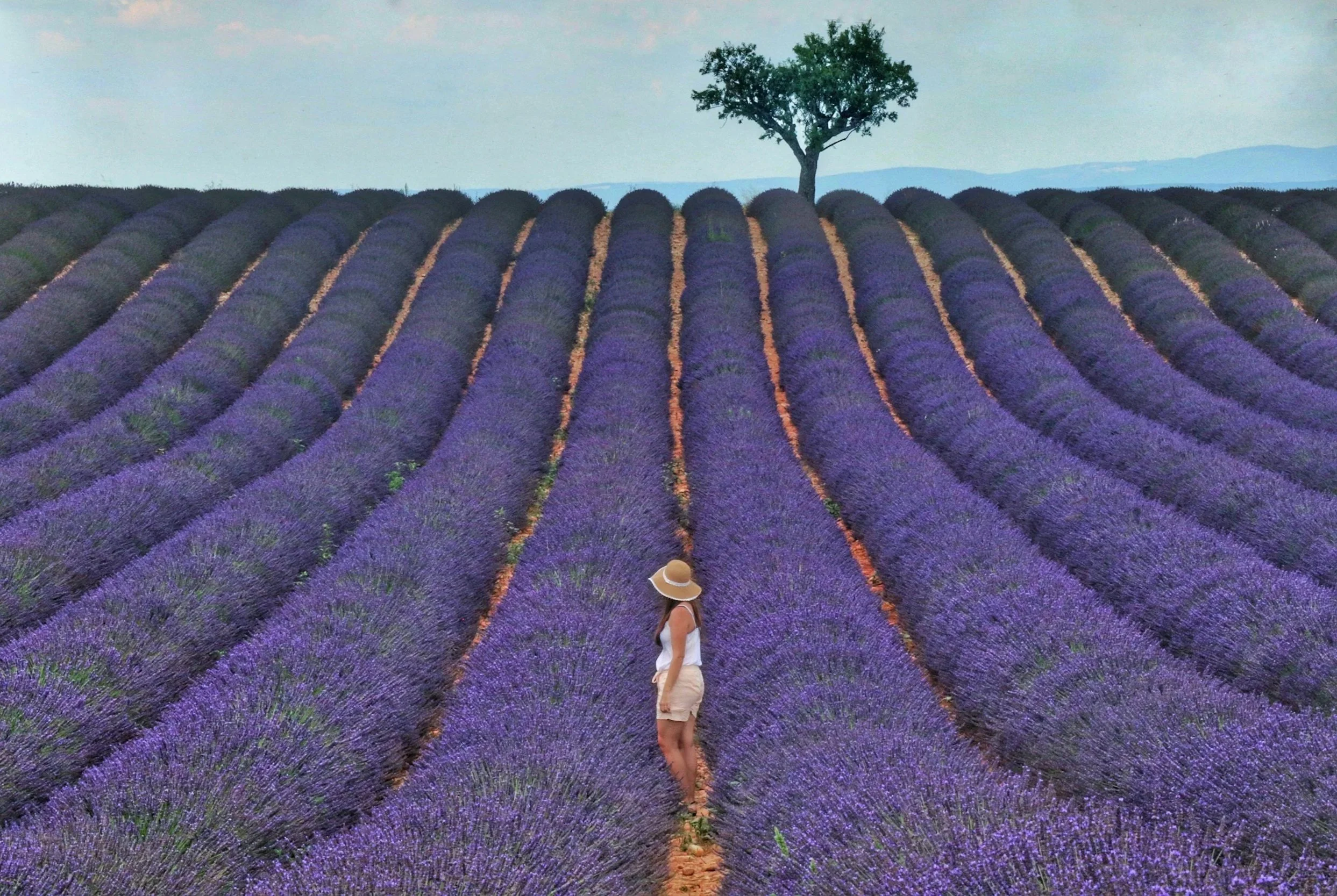 A woman stands among rows of blooming purple lavender in a vast field, with a large tree and distant hills in the background.