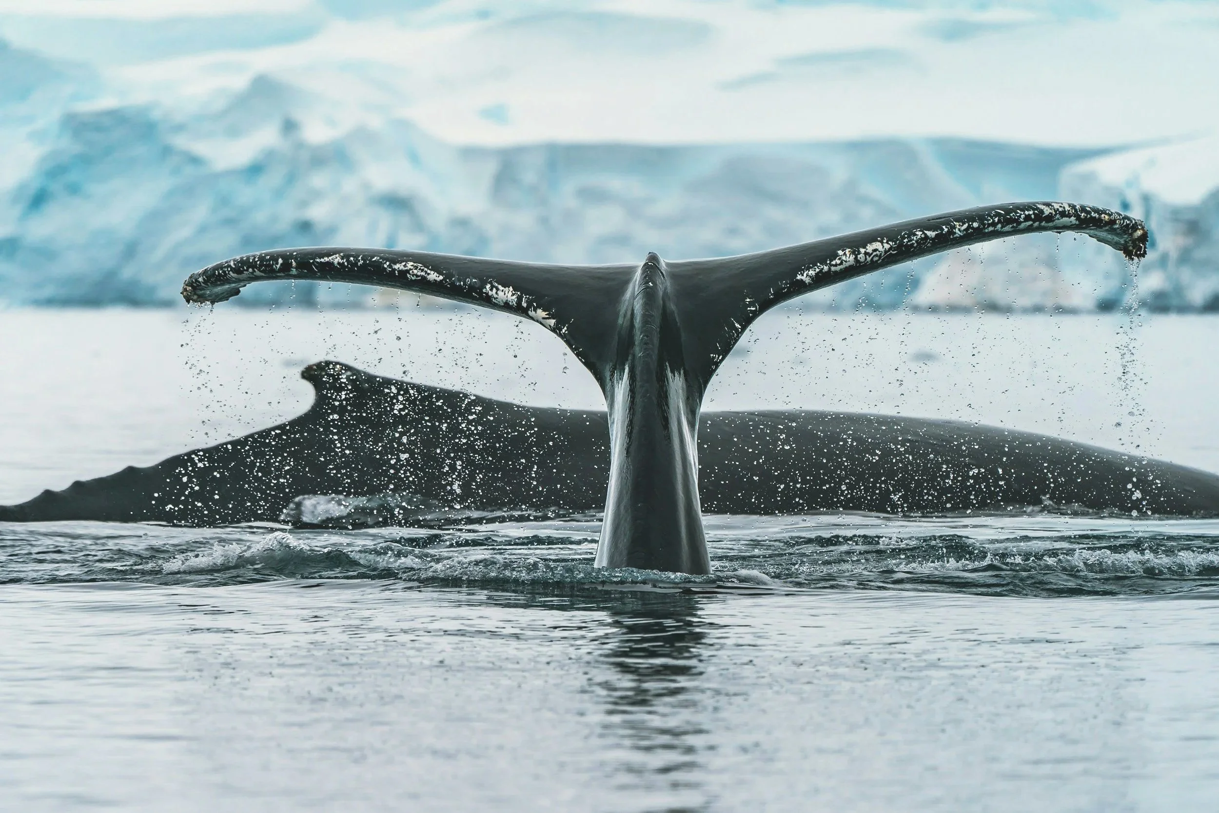 A whale's tail arching out of the water, with an iceberg in the background.