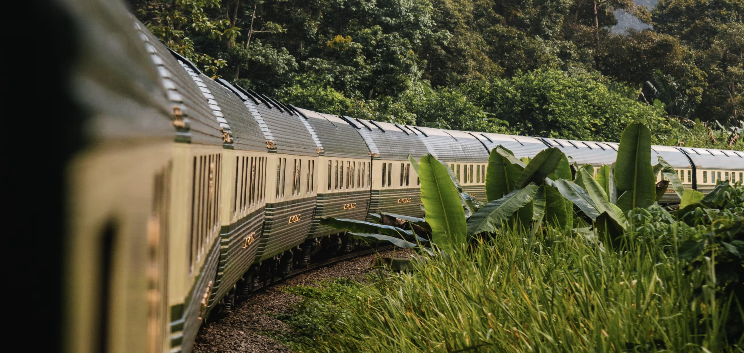 A photograph of a train traveling through lush greenery and tropical plants, with the train's side reflecting sunlight and creating a shiny appearance.