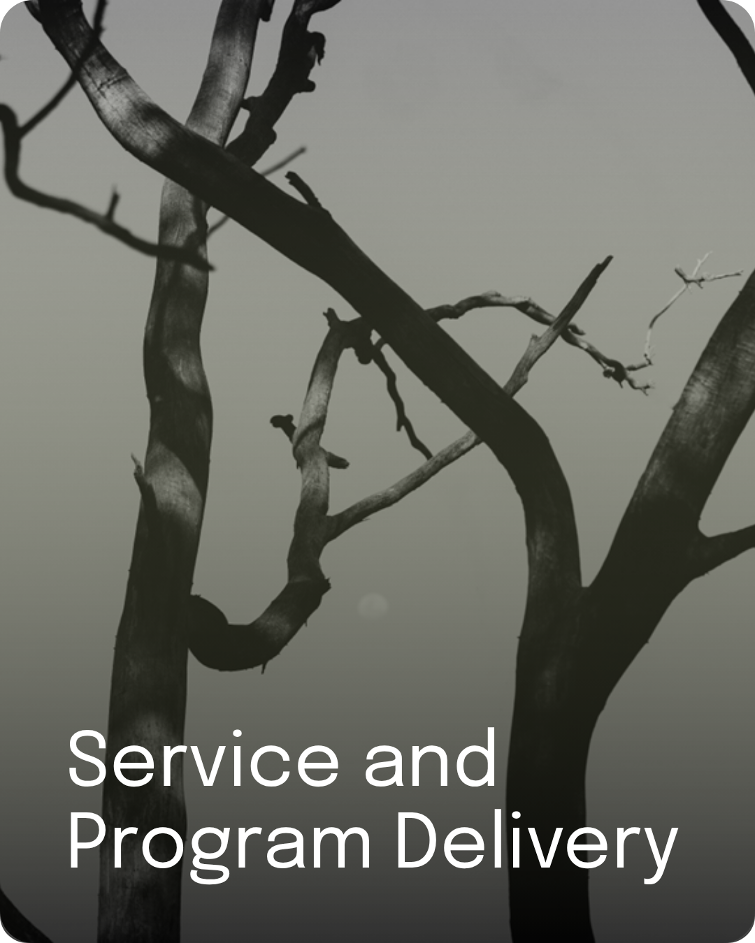 Black and white image of bare tree branches, representing service and program delivery.