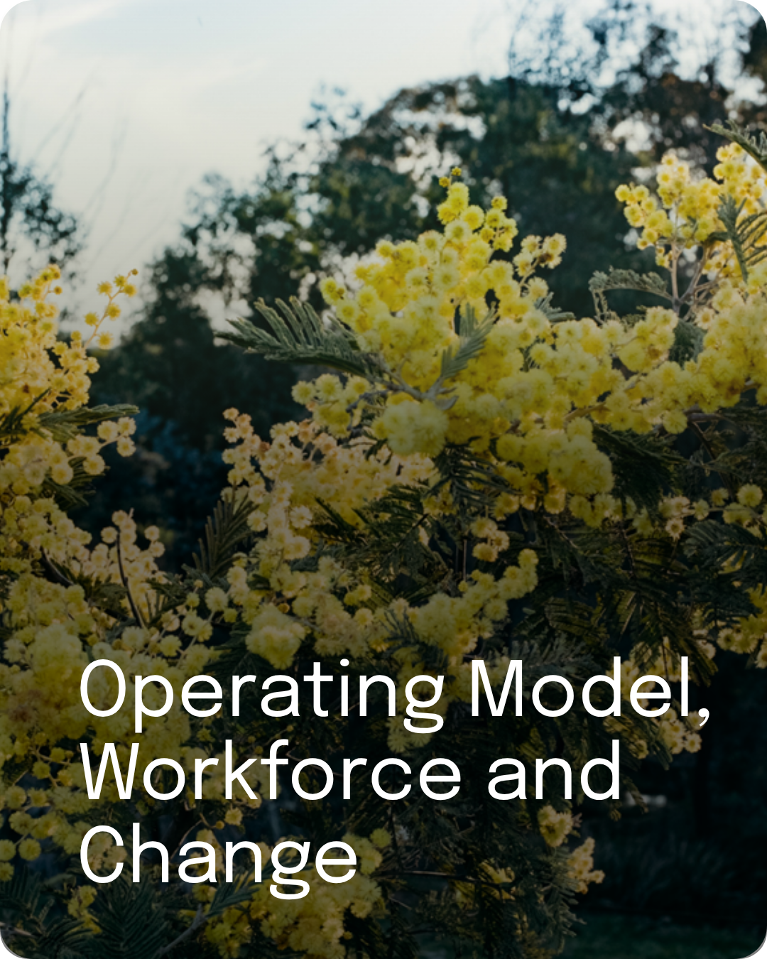 Yellow wattle flowers in bloom, representing workforce, change and organisational growth.