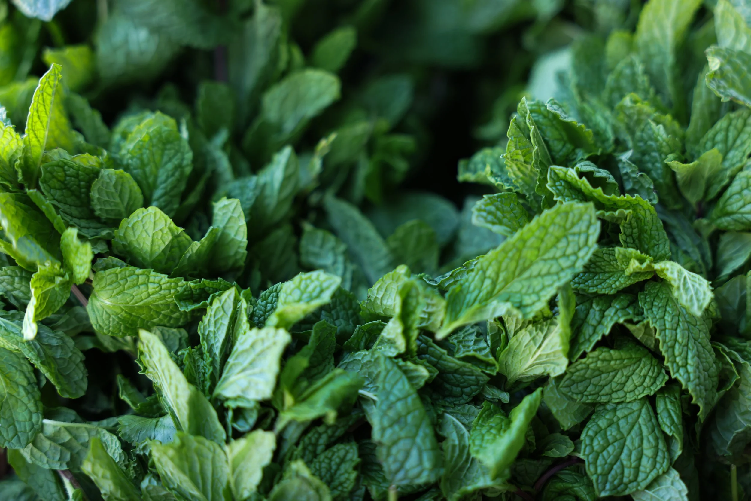 fresh_mint_leaves.jpg
