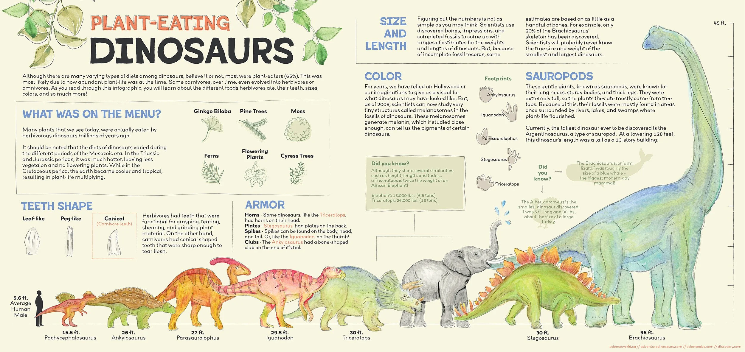 Dinosaur Infographic | Hand-drawn and water-colored dinosaurs, then further rendered in Adobe Illustrator
