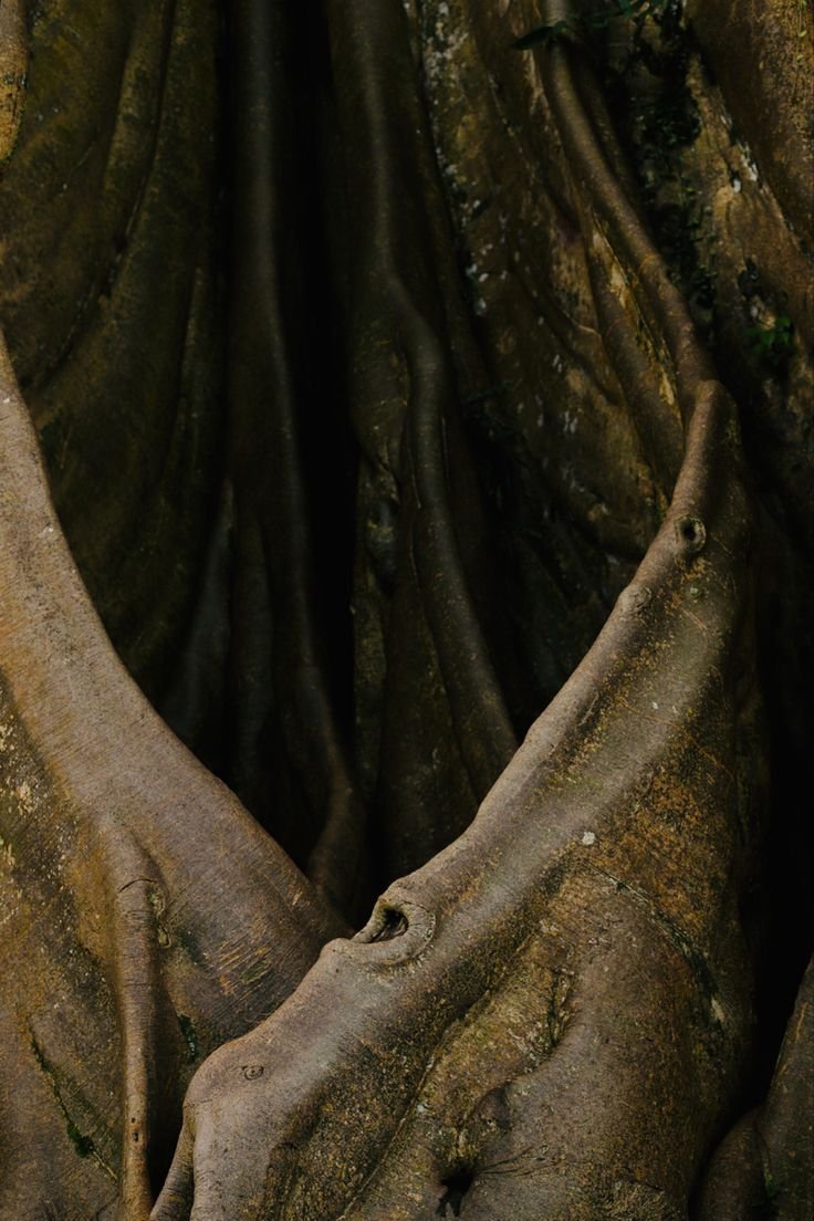 Close-up of thick tree roots and bark in a forest.