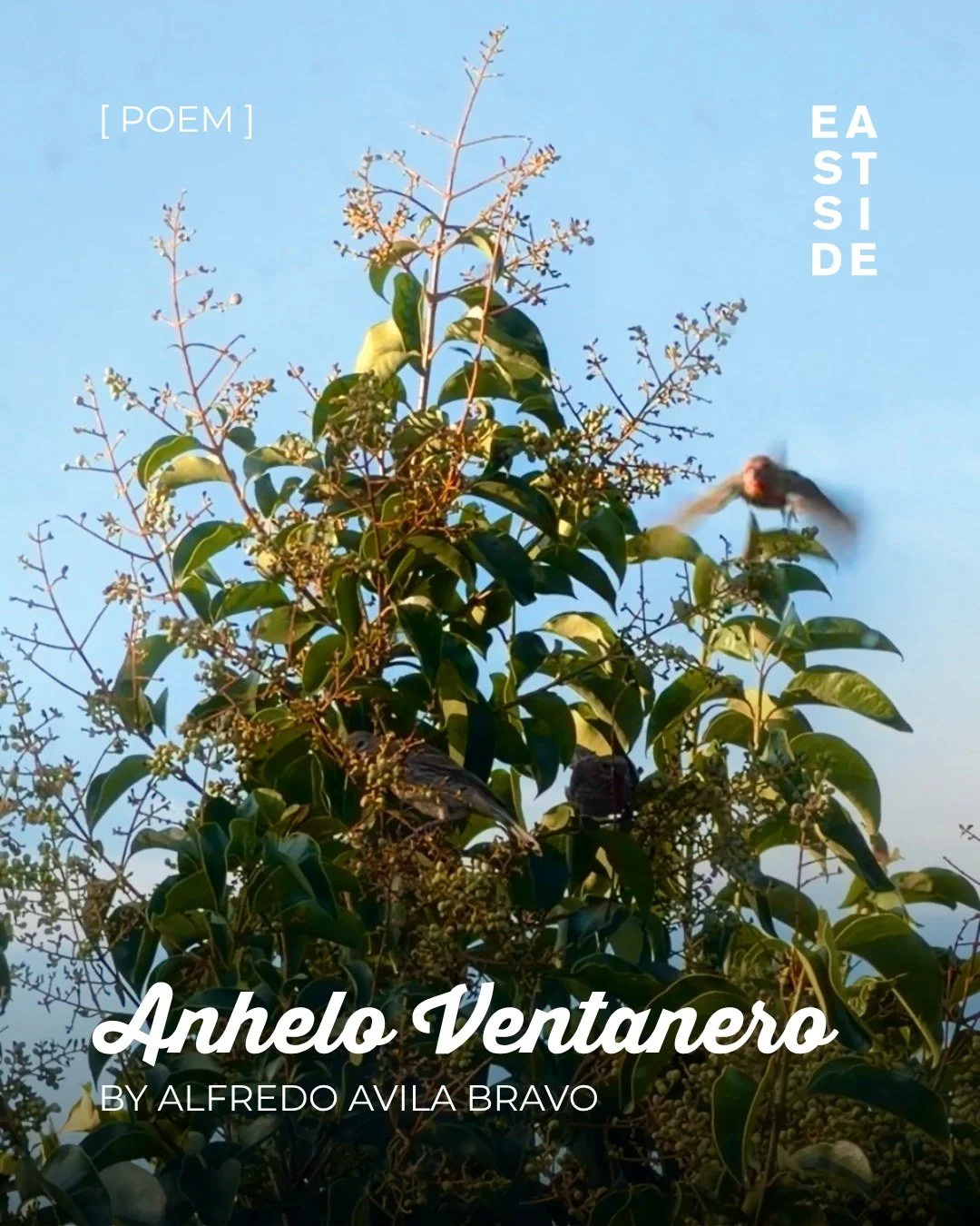 CONTRIBUTING FEATURE 🌾🤝 "Alfredo is a college student born and raised in San Jos&eacute;, California, by two immigrant parents from the Mexican state of Nayarit. He is currently completing his bachelor's degree in Architecture and History.&quo