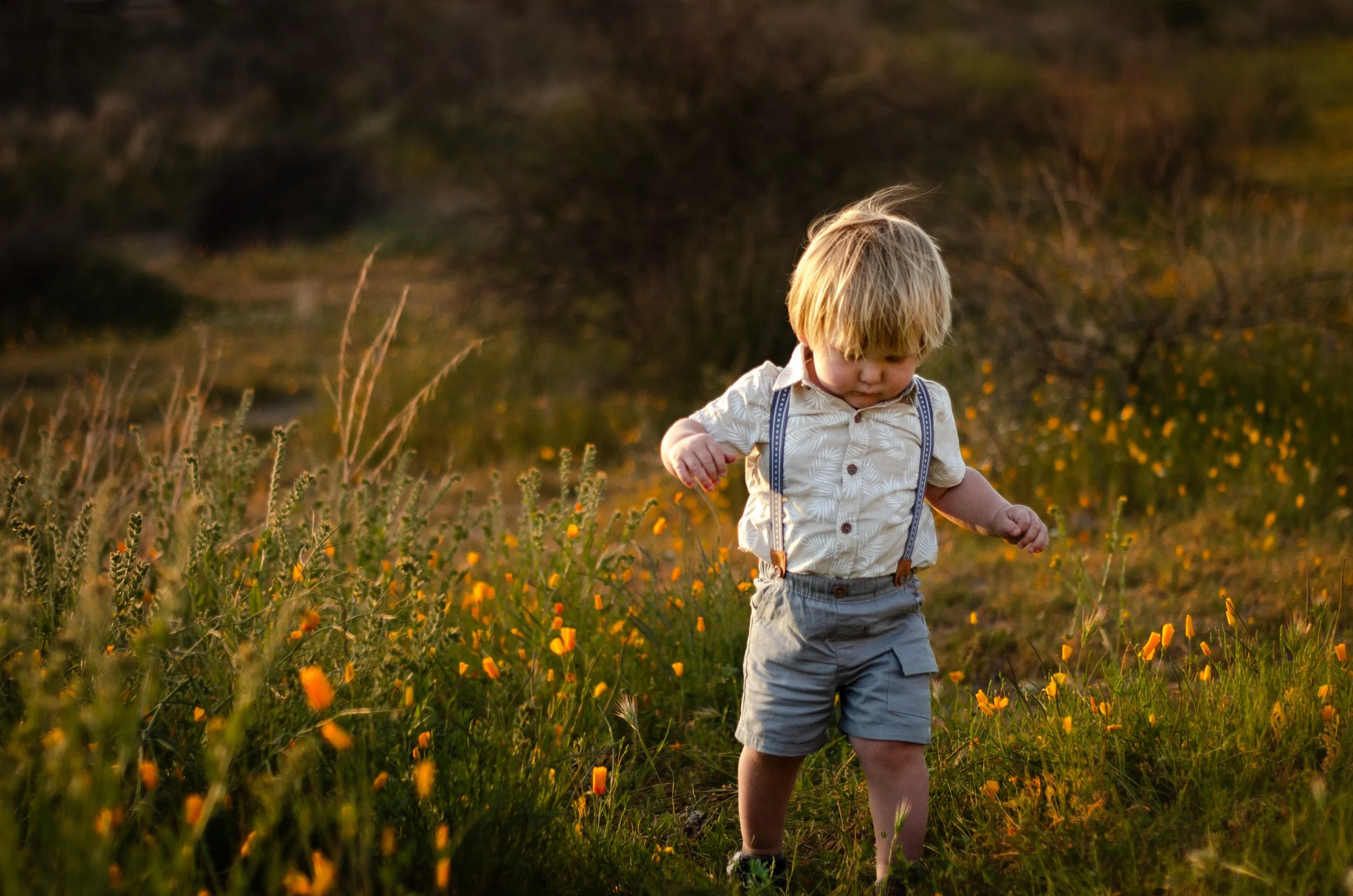 A young boy with blond hair, wearing a light patterned shirt, gray shorts, and suspenders, walking through a field of yellow flowers during sunset. Willow, AK