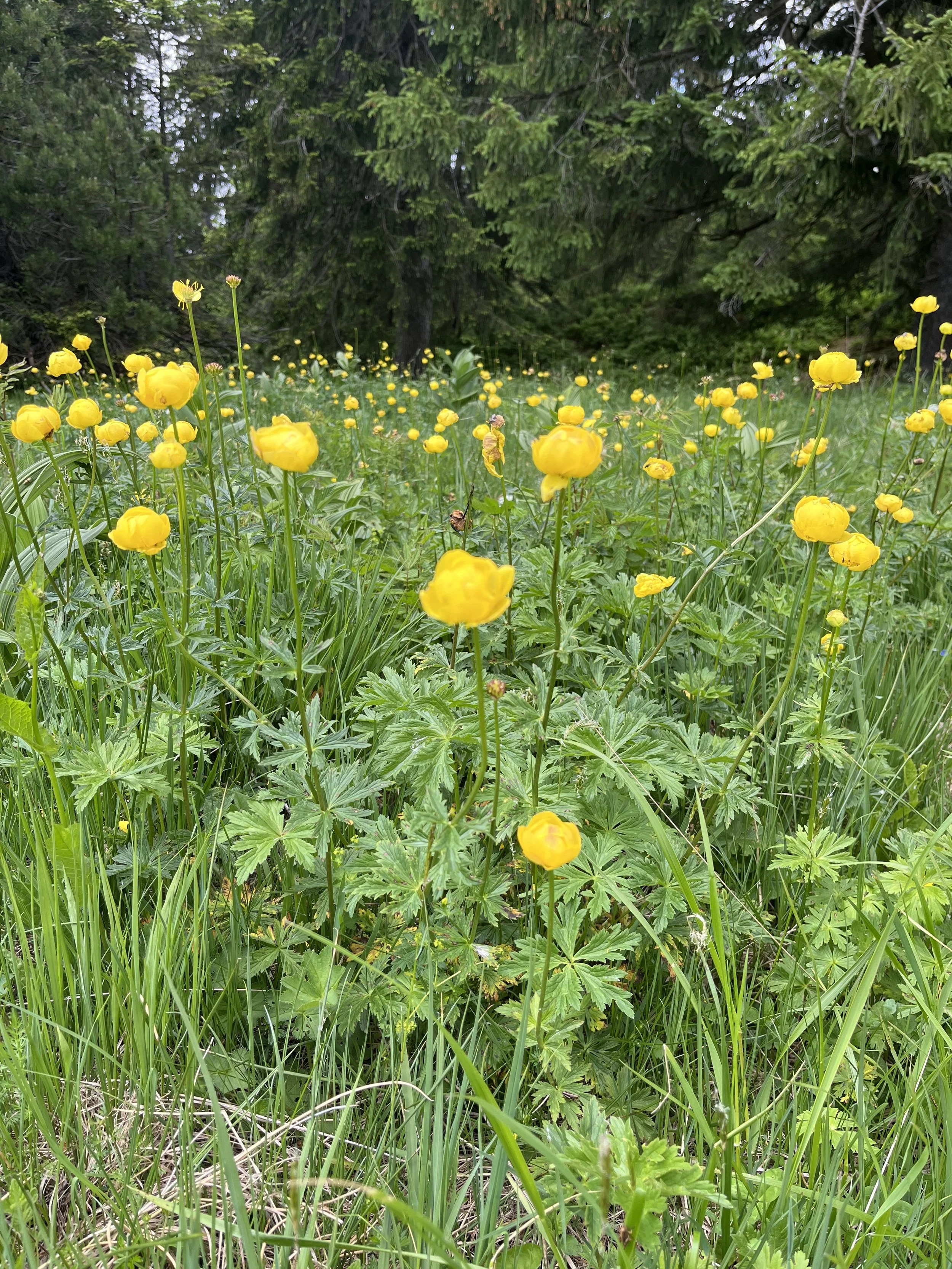 IMG_6808.jpeg