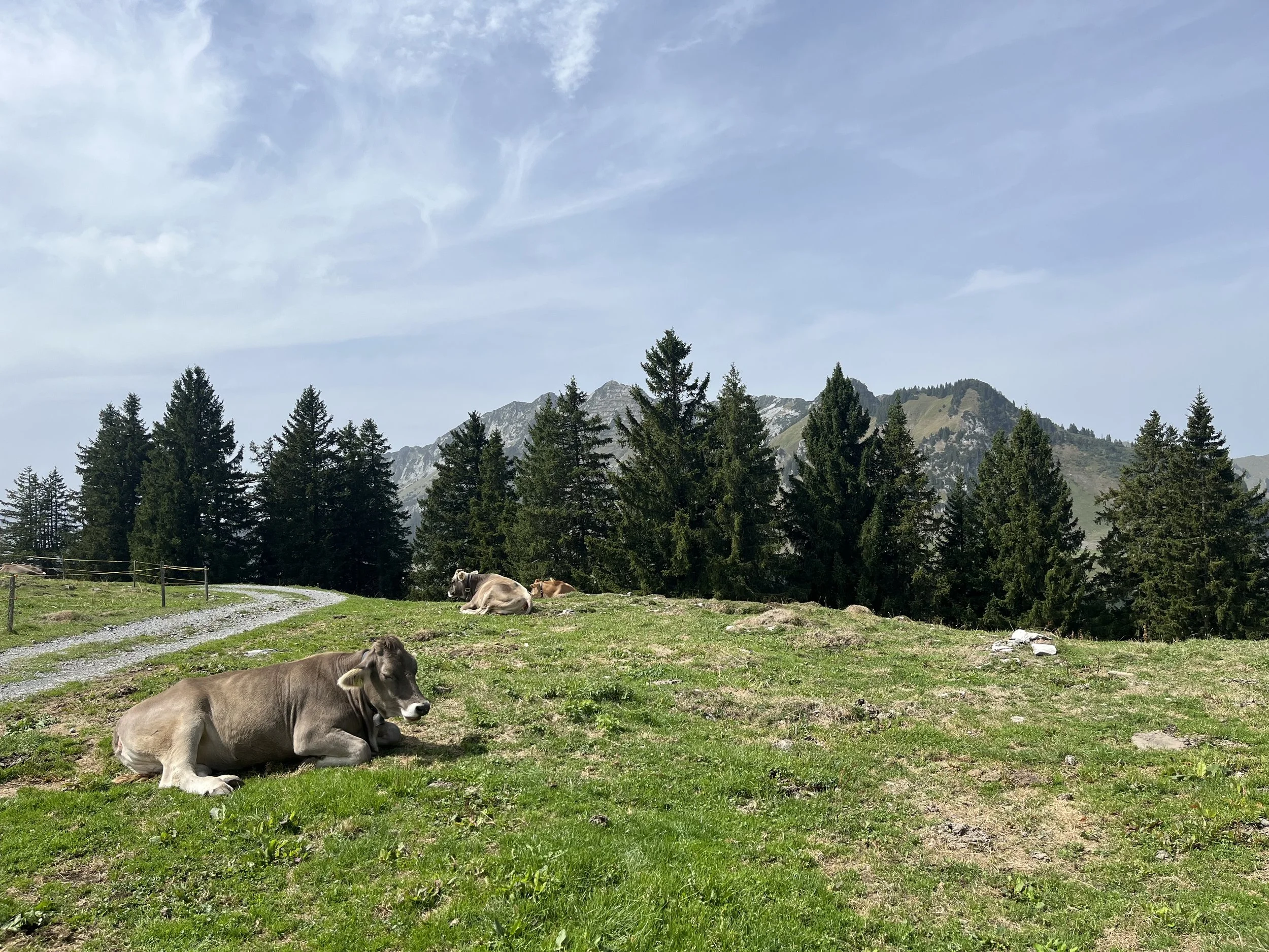 IMG_8710.jpeg