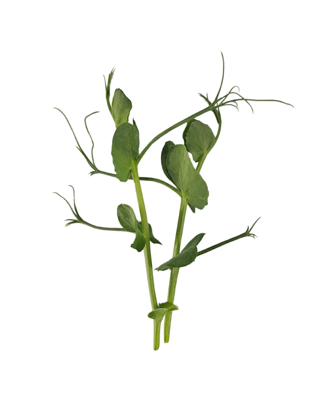 PEA SHOOTS -100g