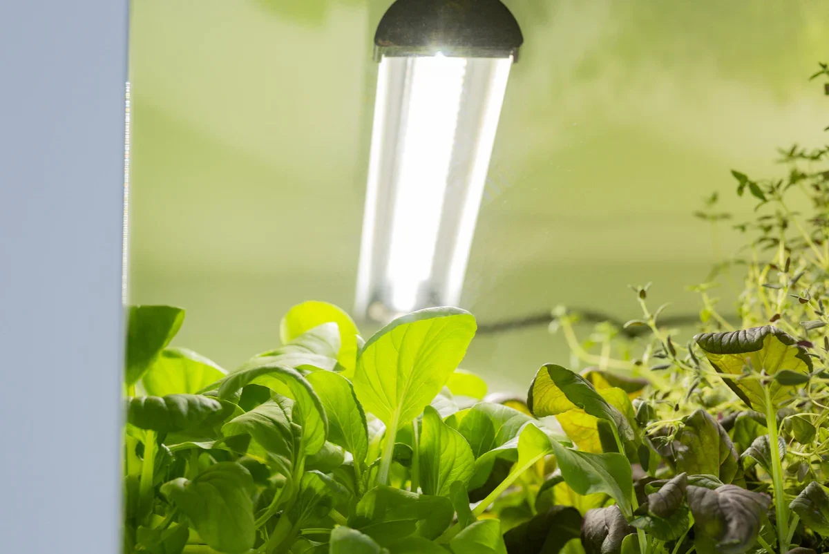 uc_commerical_lamp.webp