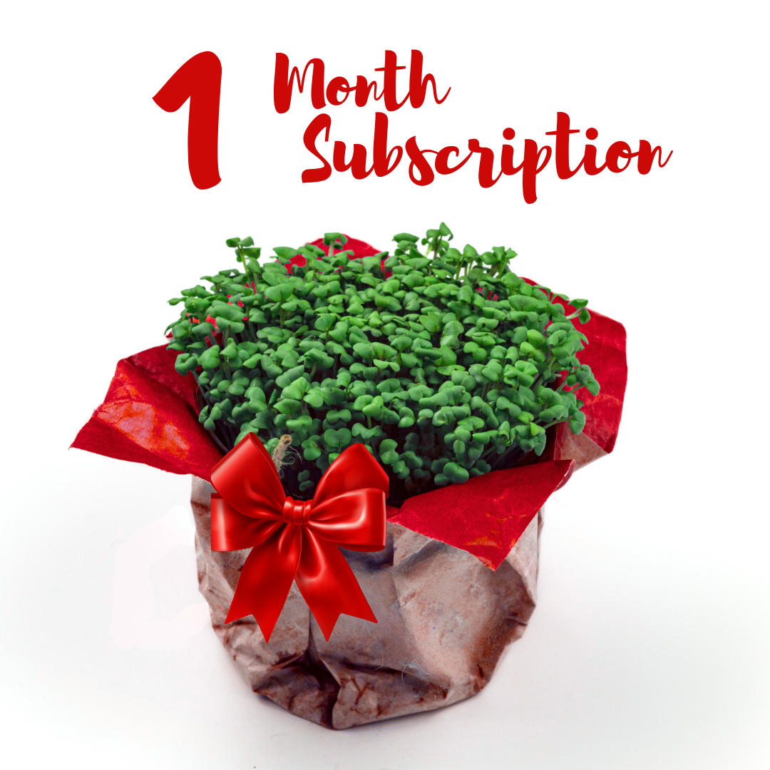 1 Month Subscription.png