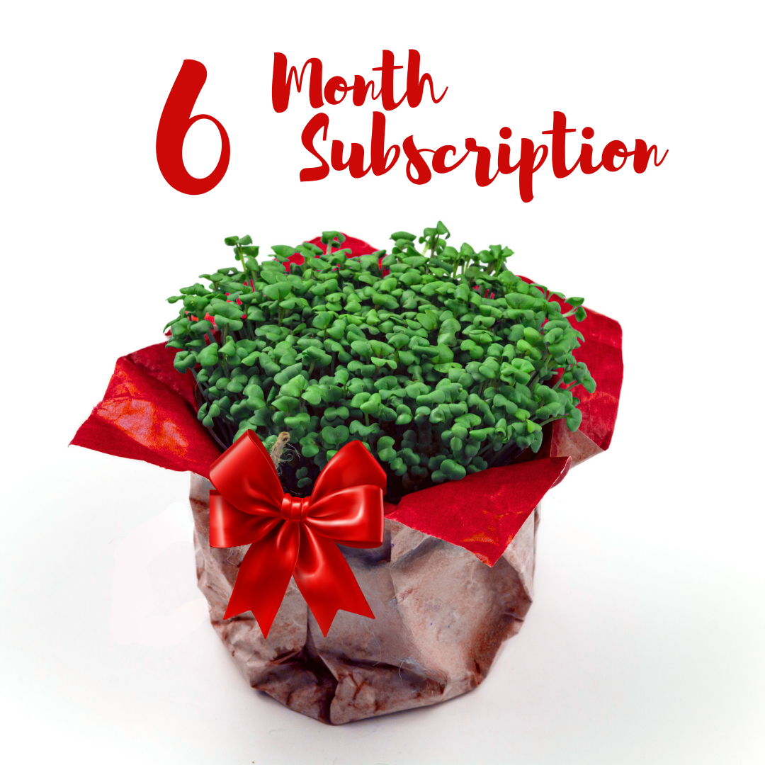 6 Month Subscription.png