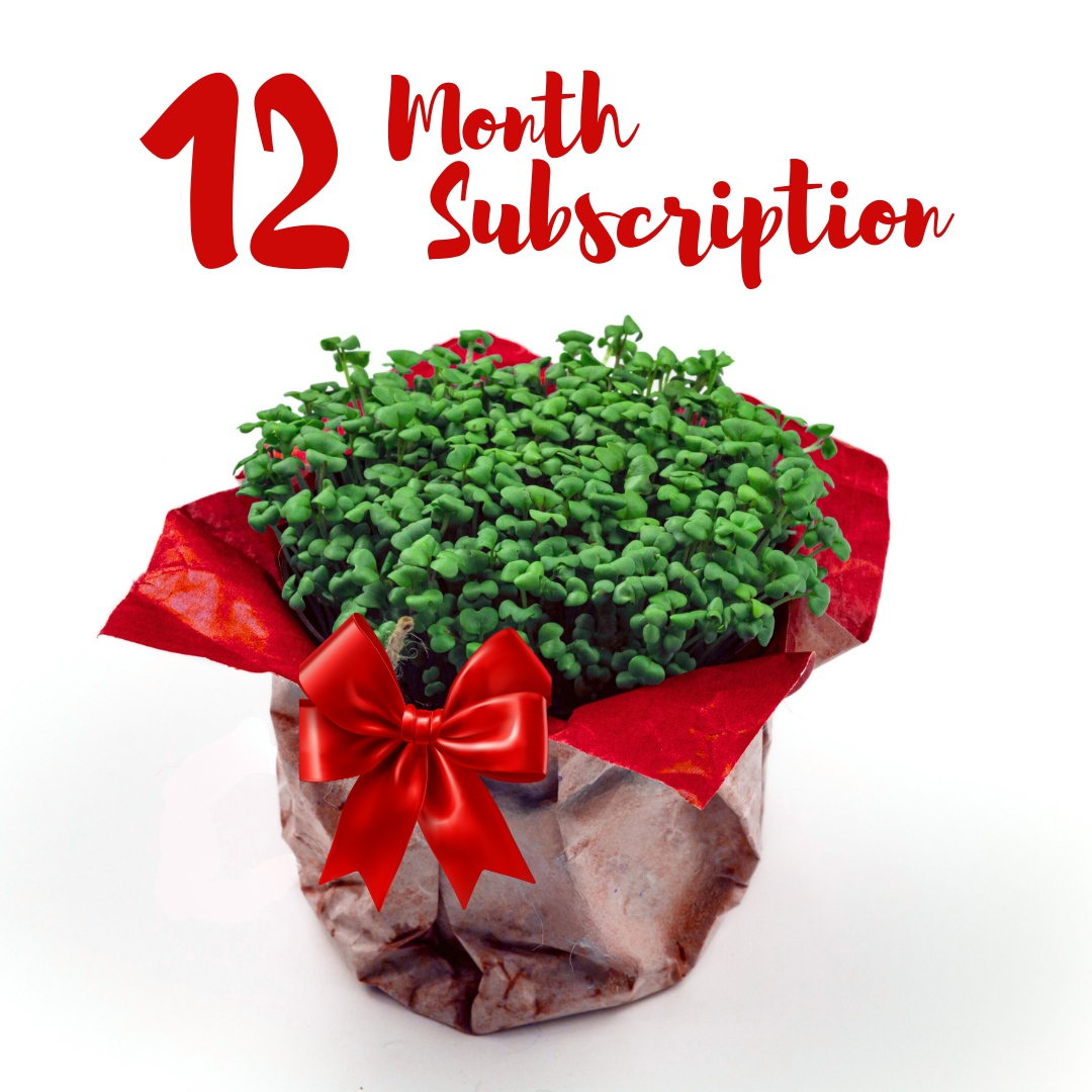 12 Month Subscription.png