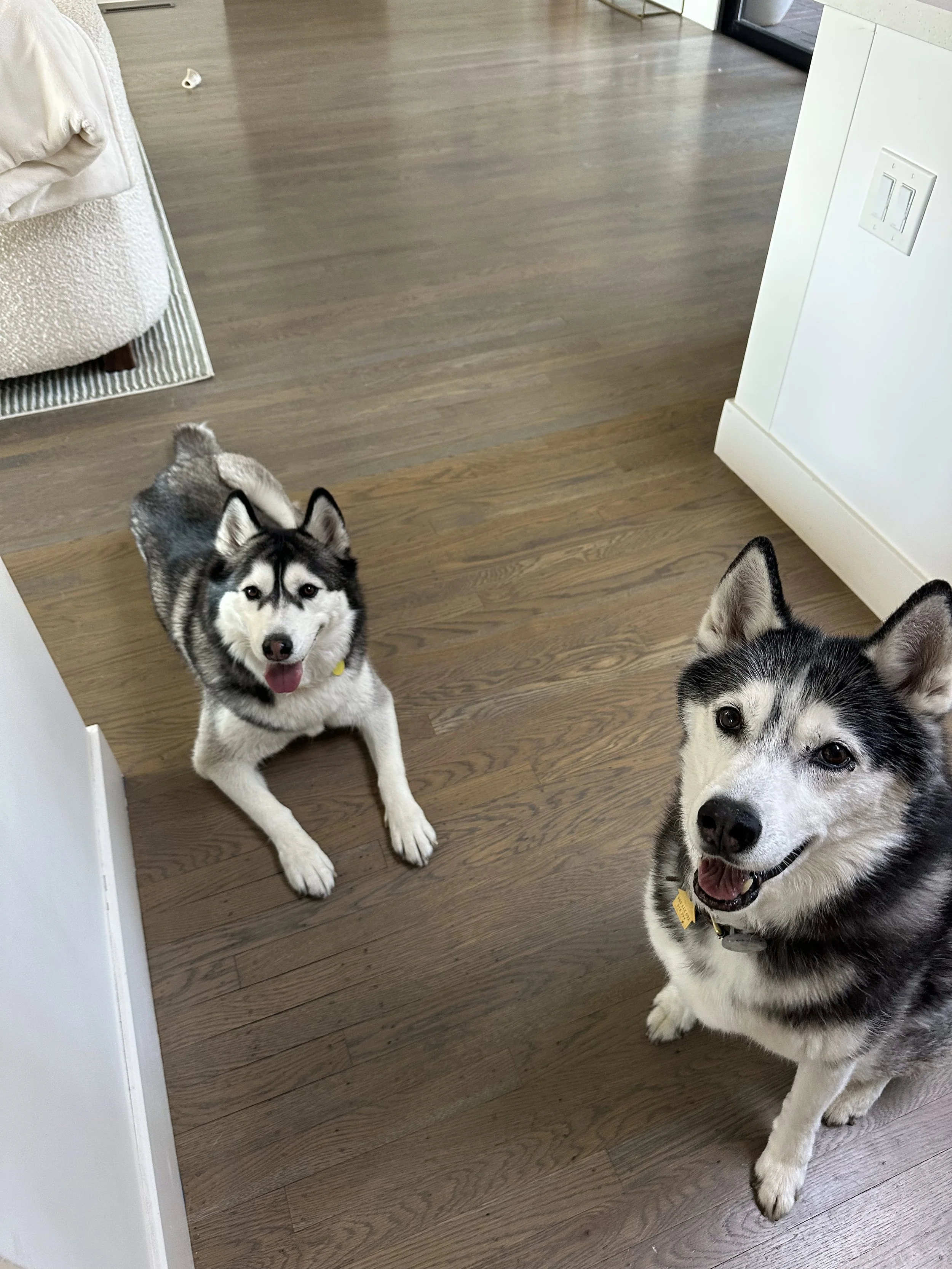 Two Siberian Huskies sitting on a wooden floor in a modern home, looking at the camera with happy expressions.