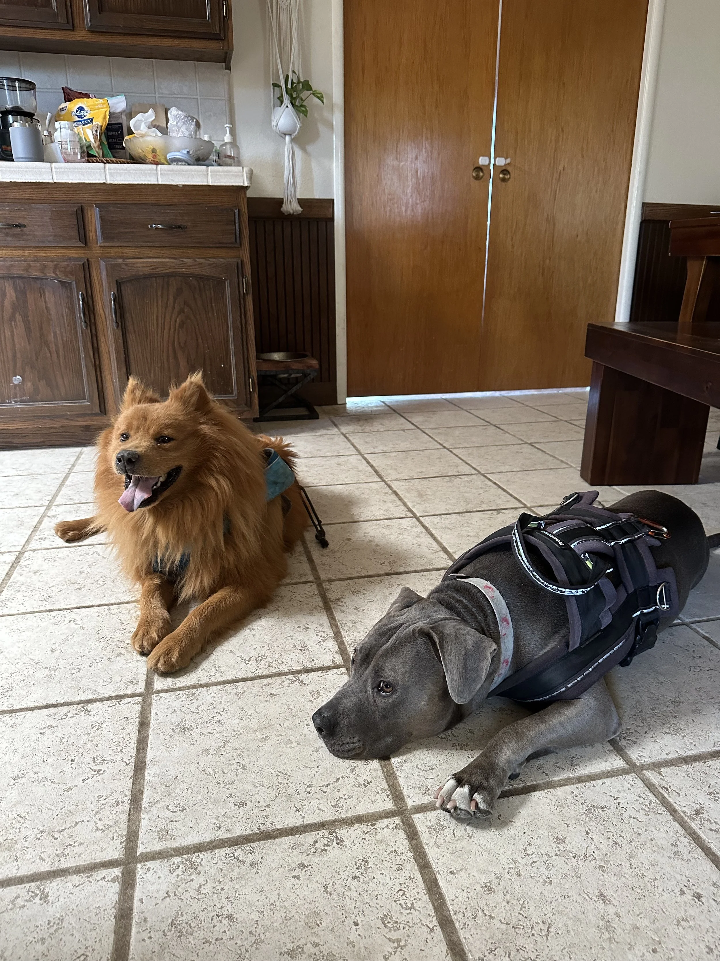 Two dogs lying on a tiled kitchen floor. One is a golden-brown fluffy dog sitting calmly with its tongue out, the other a gray dog in a black harness lying down with its head resting on the floor.