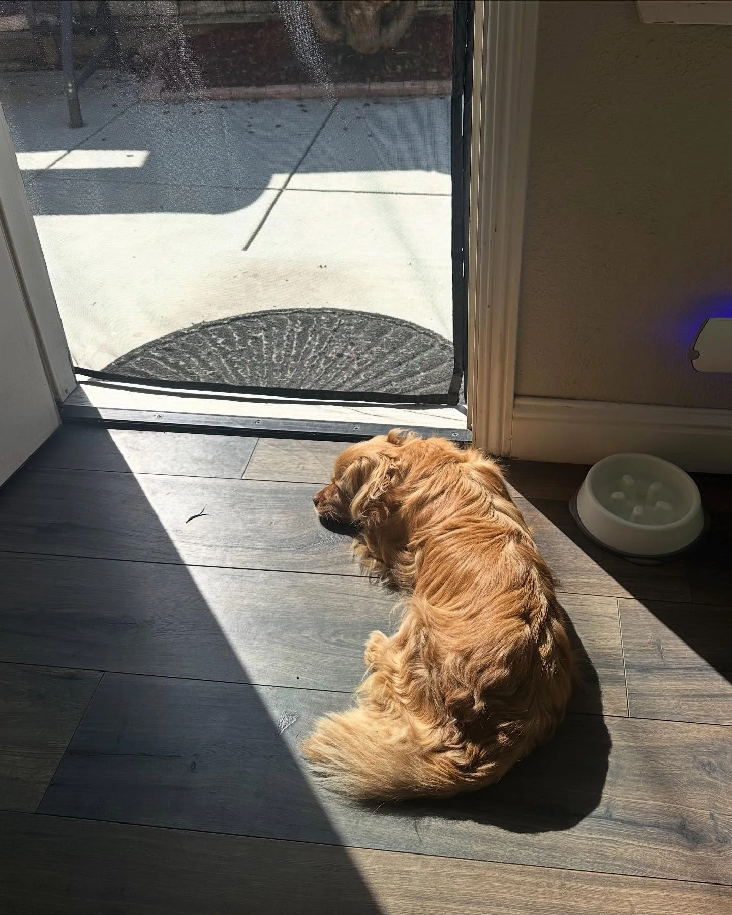 From the moment we met him, we knew he was going to take us for a ride we just didn&rsquo;t know it would end this soon.

We knew something was off the moment Hange stopped playing and started isolating himself. We rushed him to the emergency vet las