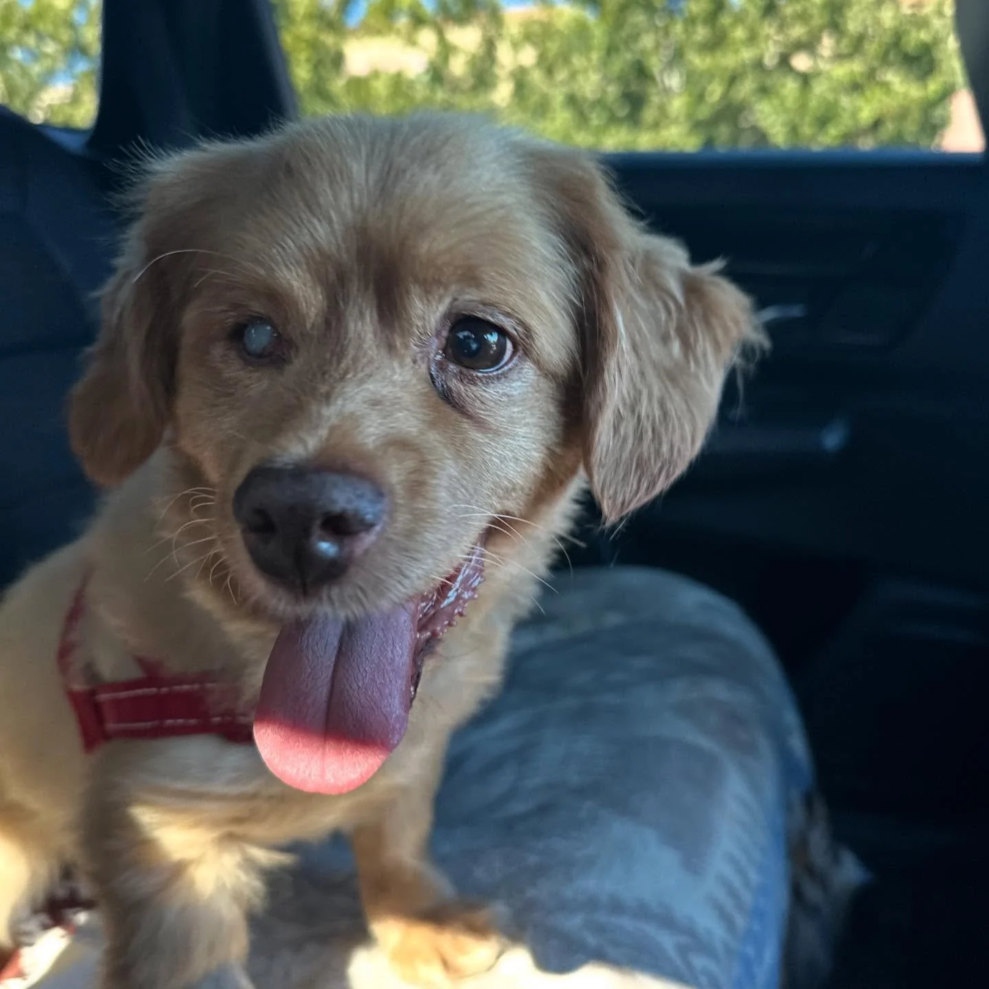 Happy #tongueouttuesday from toothless Hange

TRIGGER WARNING: blood, tubes and gross teeth.

Hange is back from the vet with 16 teeth removed. It was absolutely heartbreaking seeing how bad his teeth got before he was found. Our vet said it was the 