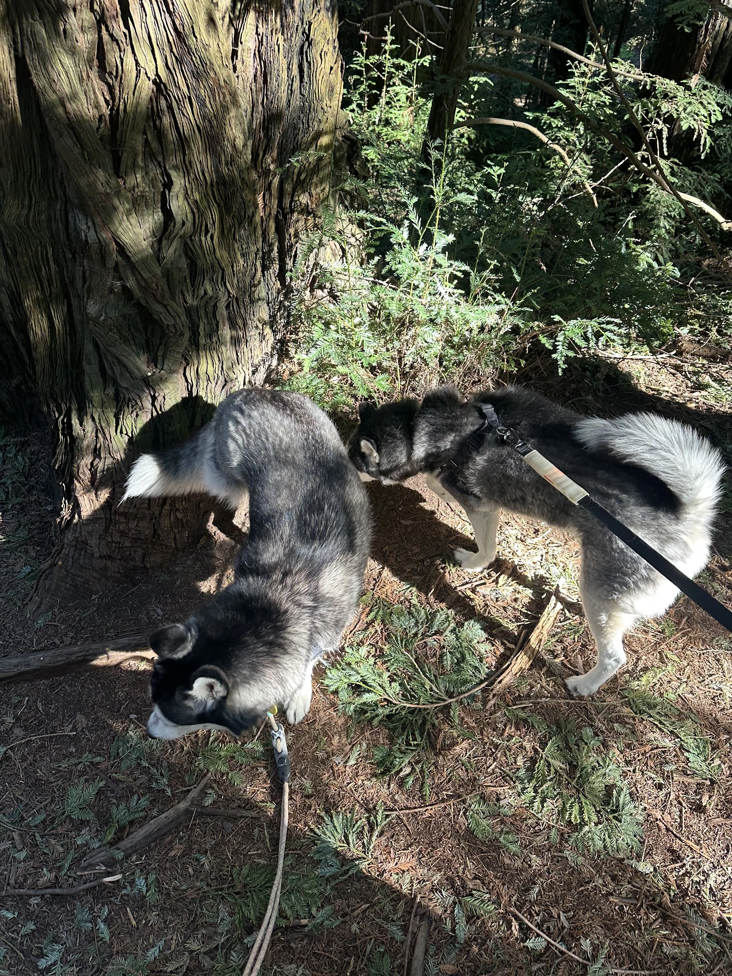Two huskies exploring a wooded area with trees and green plants.