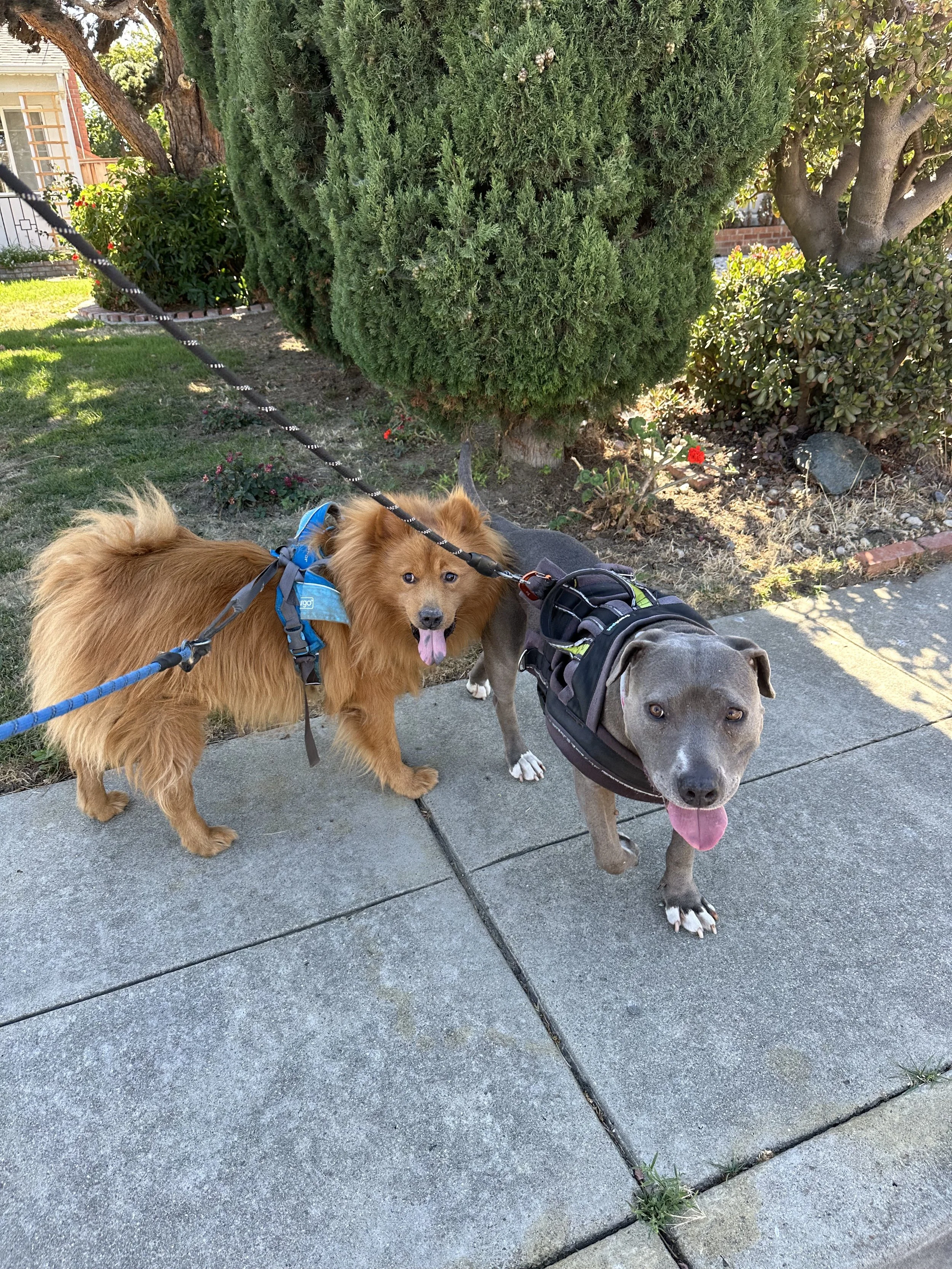 Two dogs on a leash standing on a concrete sidewalk near a large green bush and a garden, one dog is small with brown fur and the other is larger with gray fur.