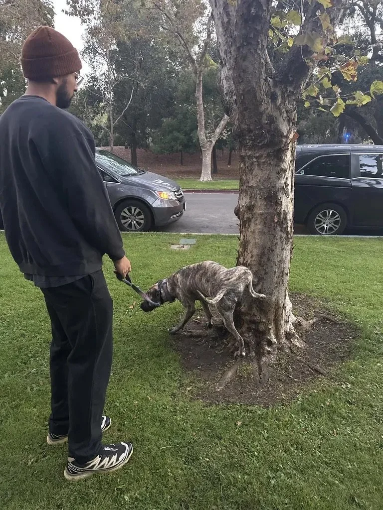 A man in a black hoodie and brown beanie is walking a brindle-colored dog on a leash in a park with green grass, a tree, and parked cars in the background.