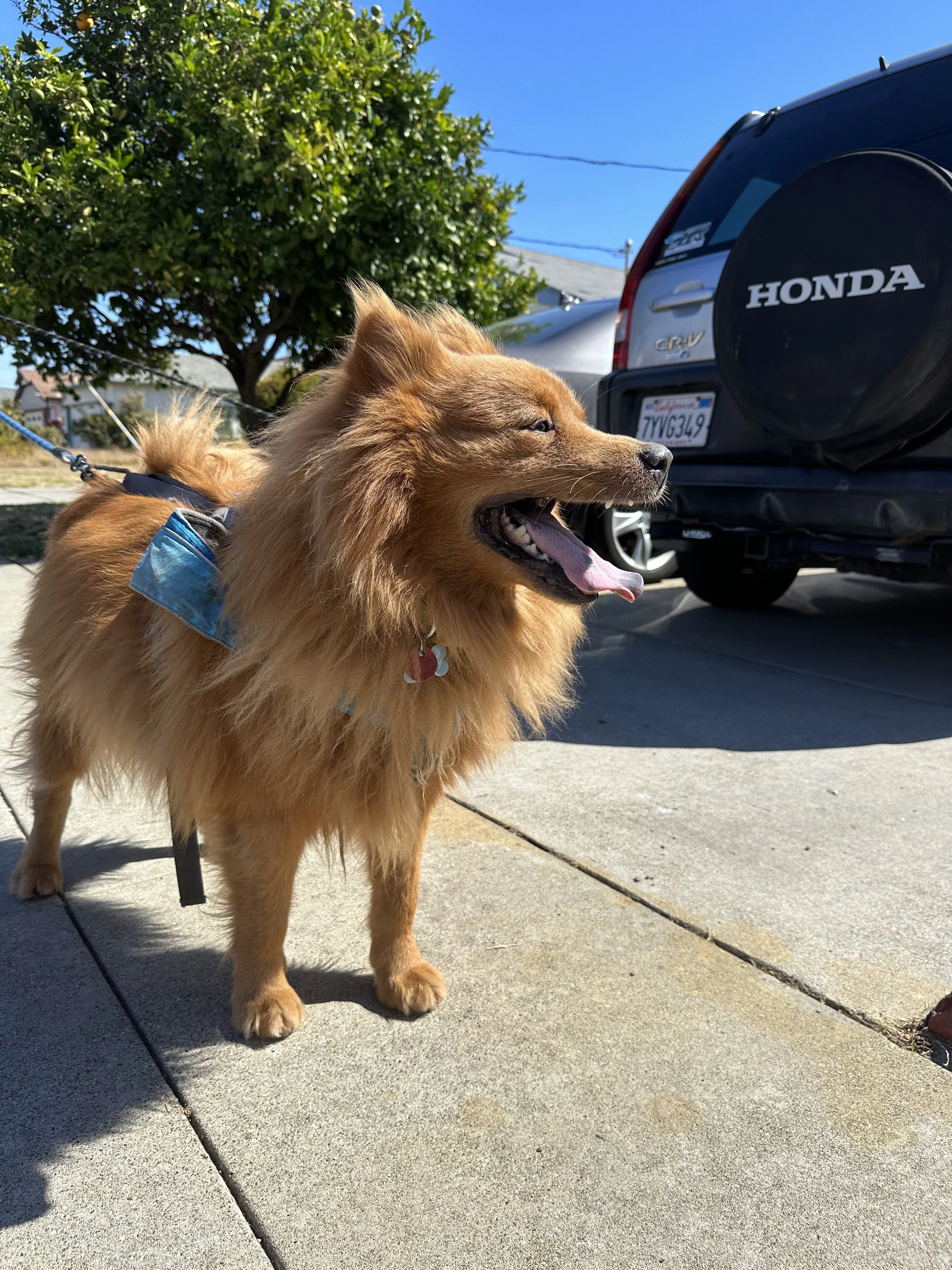 A happy golden-colored dog, possibly a Pomeranian mix, standing on a sidewalk next to a parked black SUV with a spare tire cover labeled 'Honda.' The dog is wearing a harness and a small tag on its collar, with its tongue hanging out. The background
