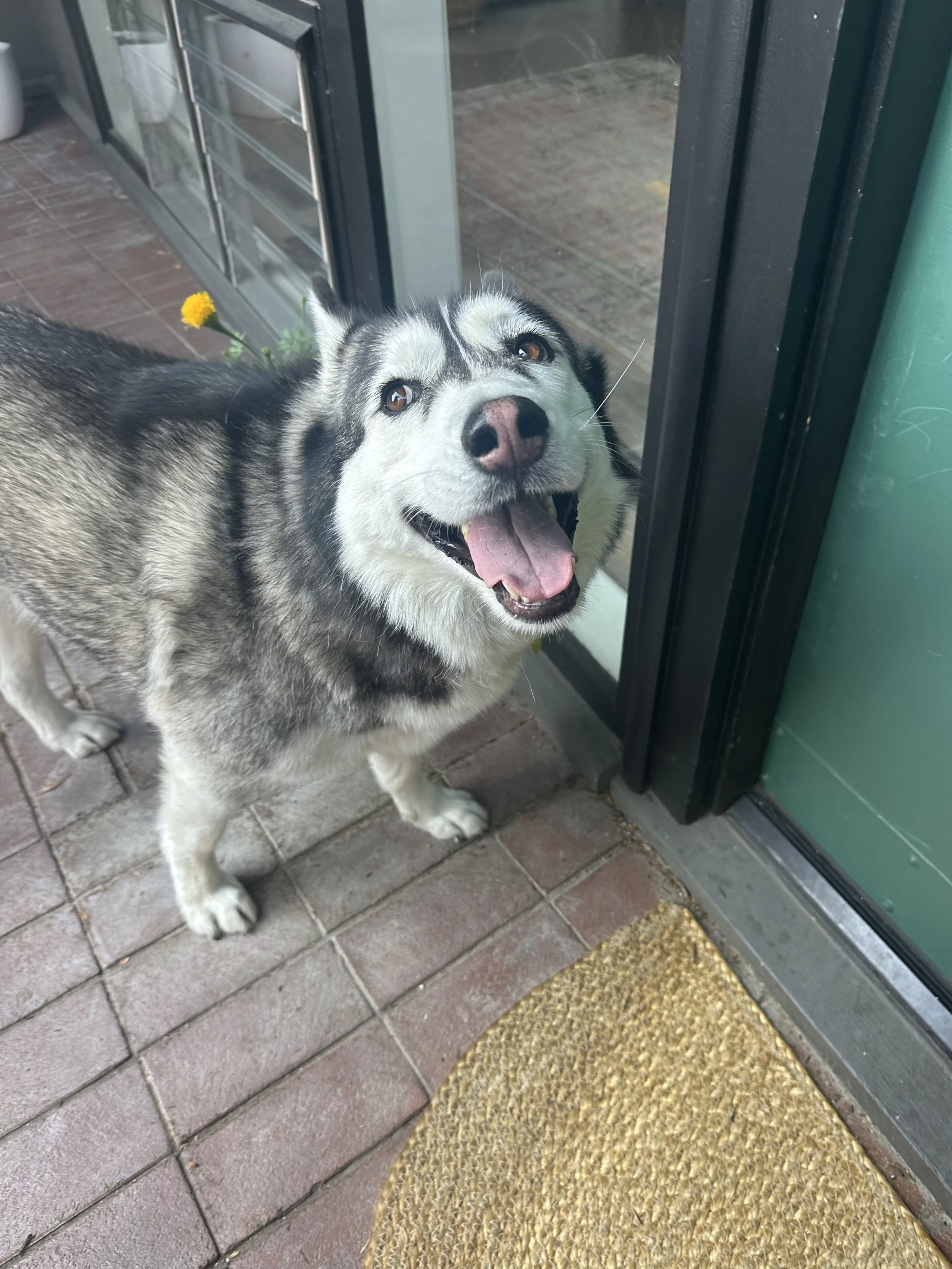 Happy Husky dog standing on brick porch near a door, looking up with tongue out. Yellow flower growing beside the door.