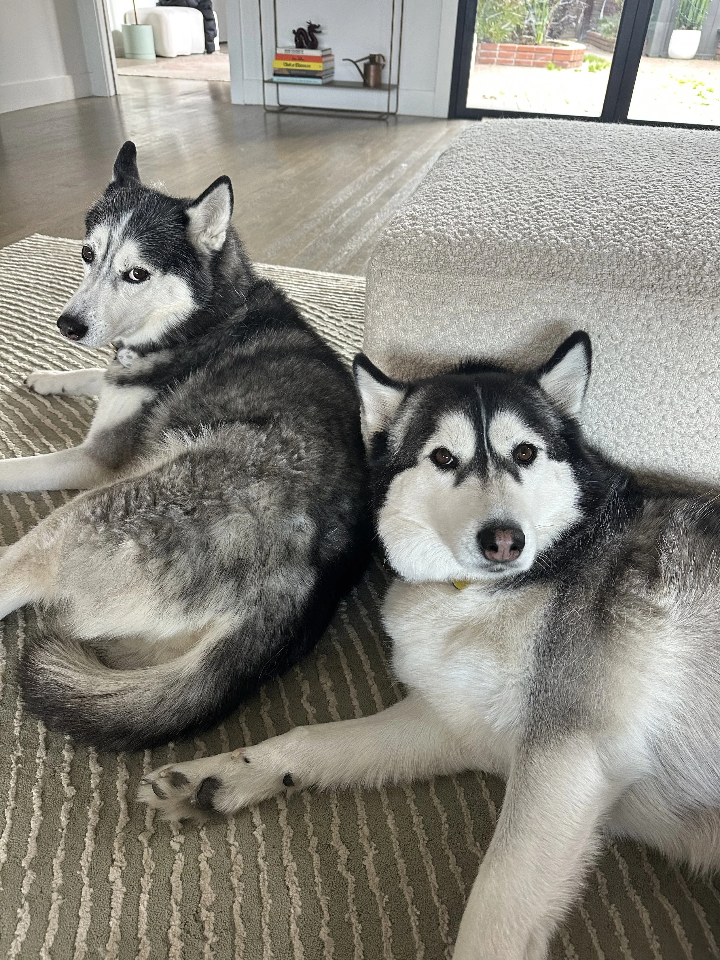 Two Siberian Huskies lying on a beige striped rug inside a house, with a sliding glass door and backyard visible in the background.