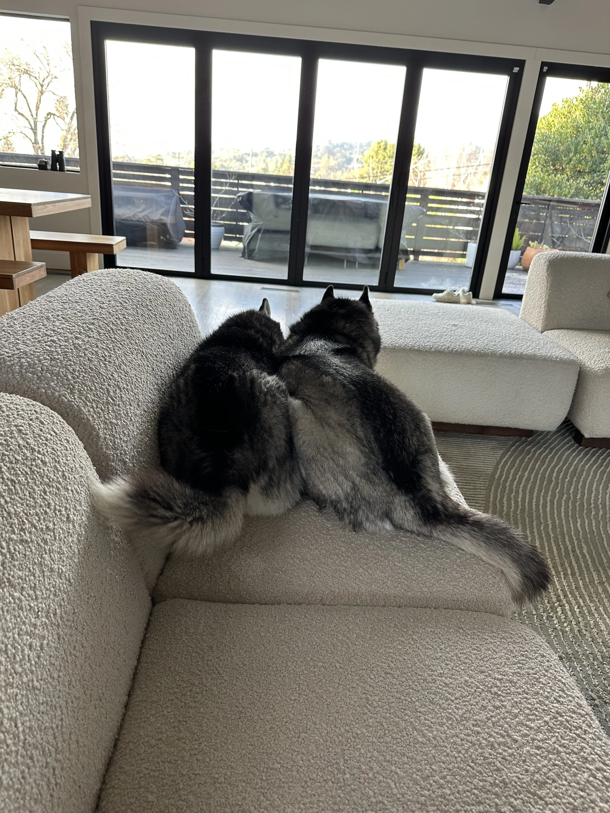 Two Siberian Huskies lying on a beige sofa in a modern living room, facing a glass balcony door, with outdoor furniture visible outside.