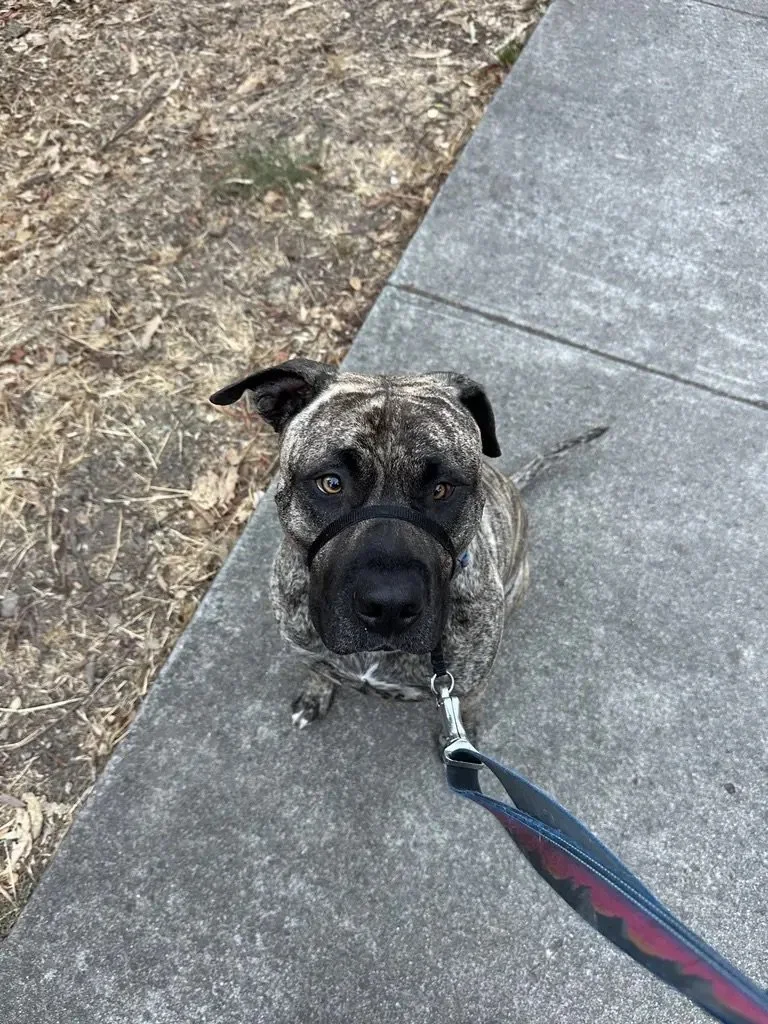 Brindle dog wearing a black harness and leash, sitting on a concrete sidewalk next to dirt and dried leaves, looking up at the camera.