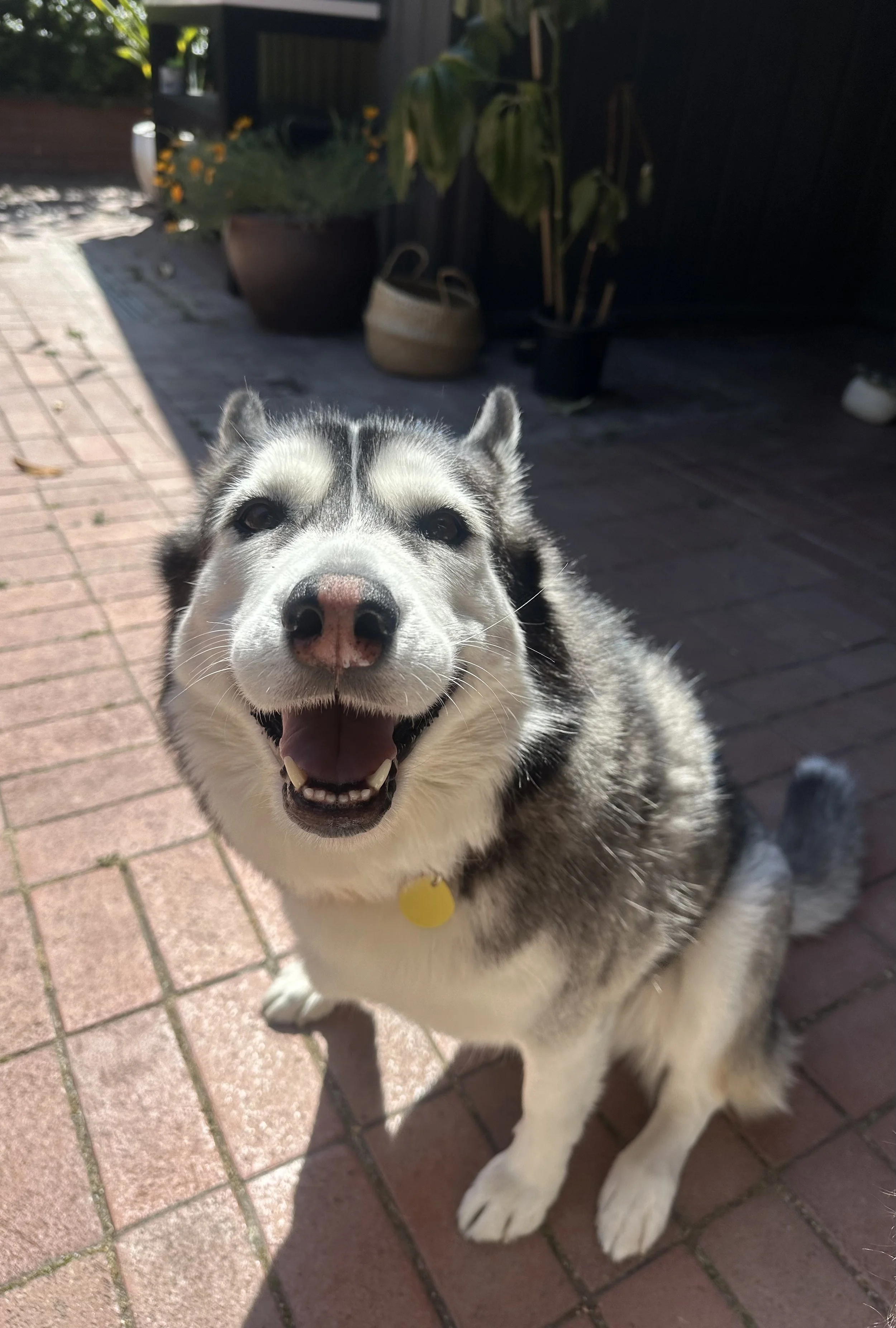 Smiling Siberian Husky dog sitting on a brick patio with potted plants and outdoor furniture in the background.