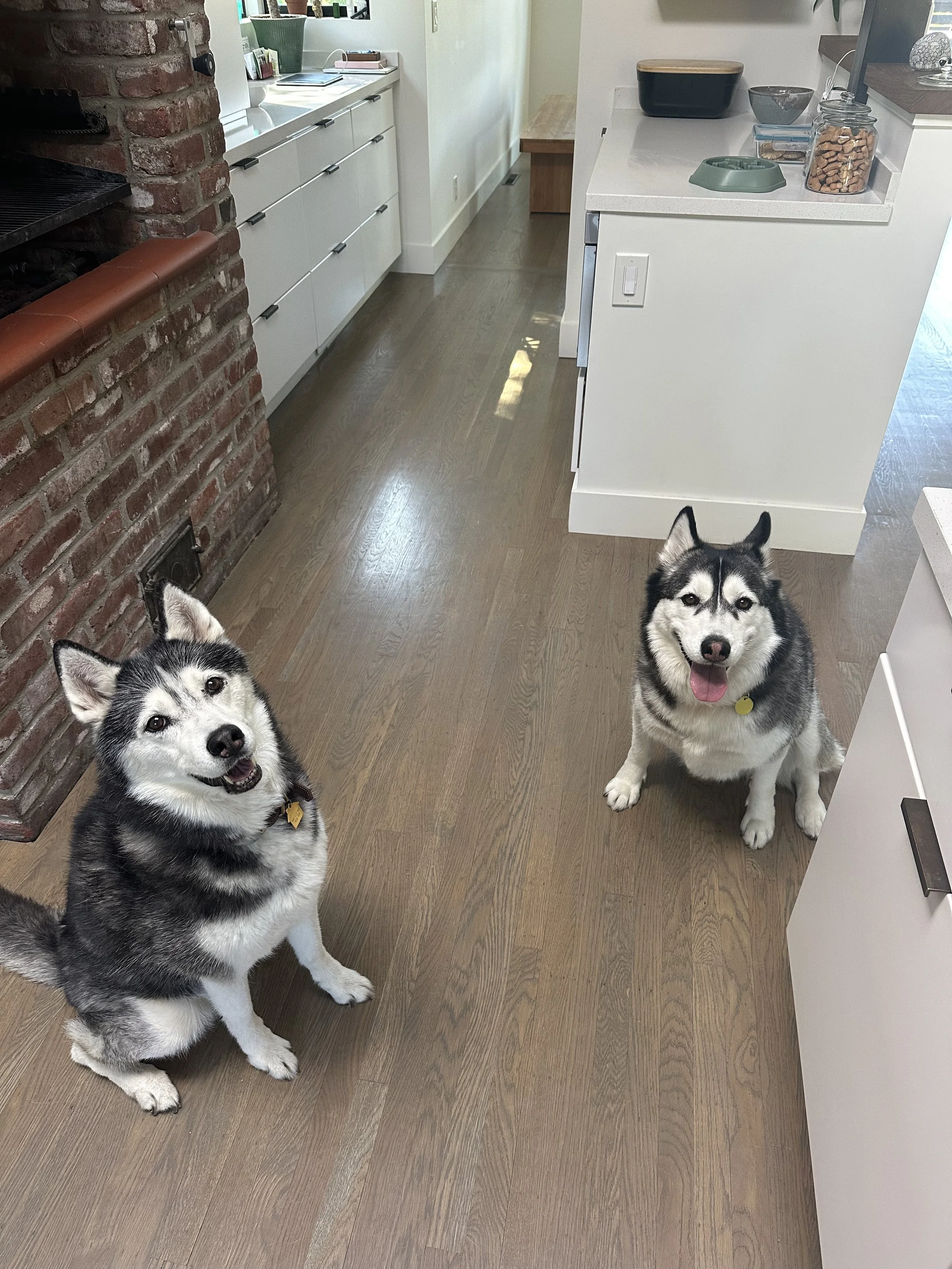 Two happy huskies sitting on a wooden floor inside a kitchen, looking up at the camera smiling.