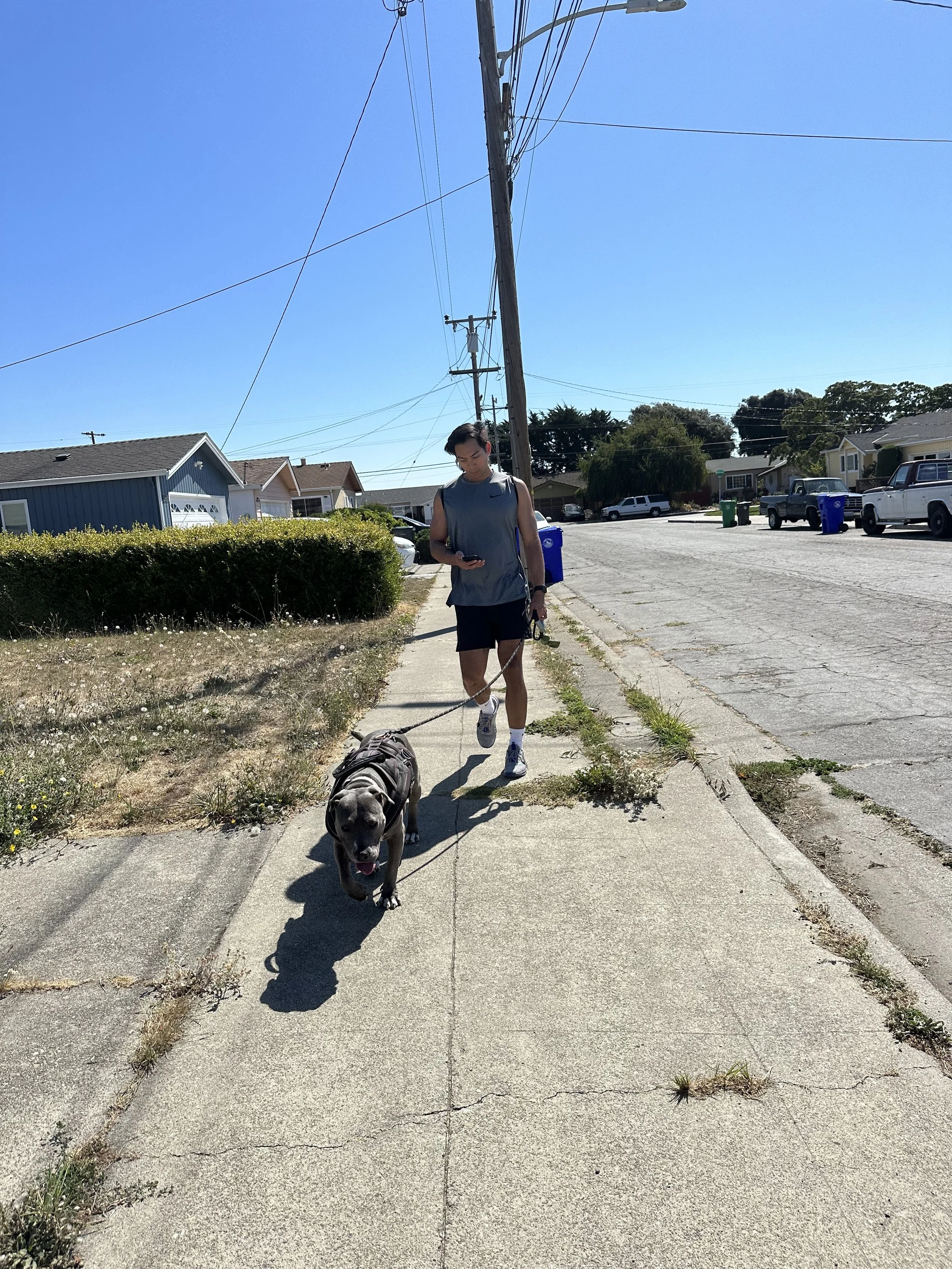 Young man walking a large dog on a sunny sidewalk in a residential neighborhood, carrying a smartphone.
