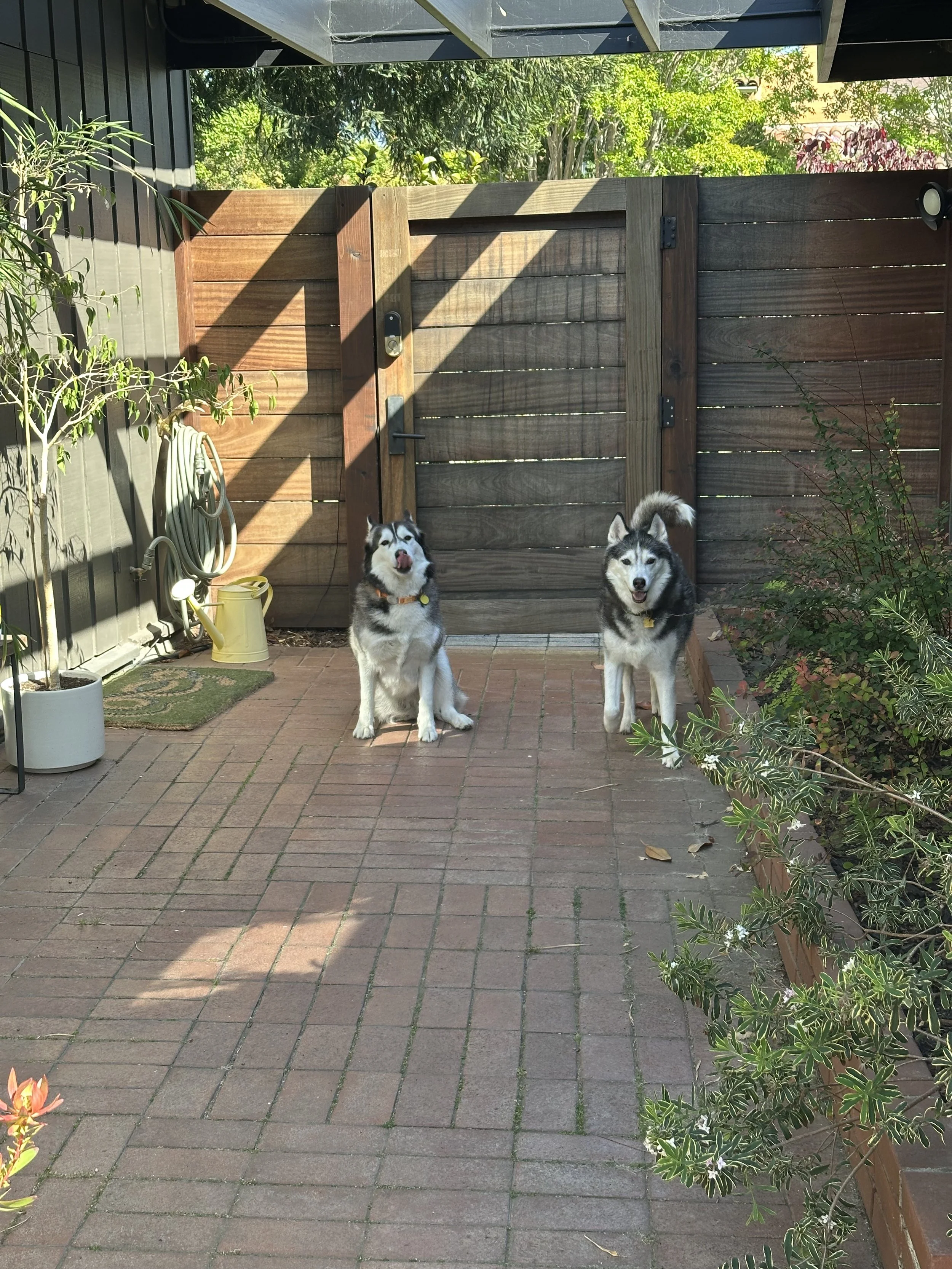 Two husky dogs sitting on a brick patio in front of a wooden fence, with plants and garden hose on the left and right sides.