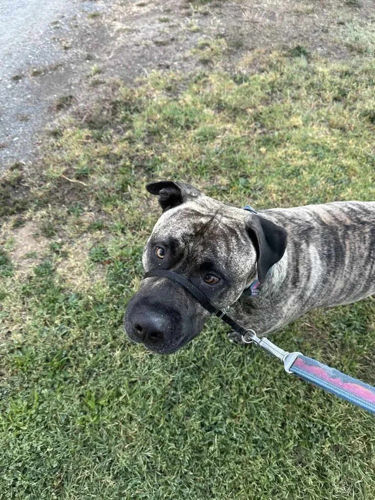 A brindle-colored dog wearing a harness and leash, standing on grass near a patch of dirt, looking into the camera.
