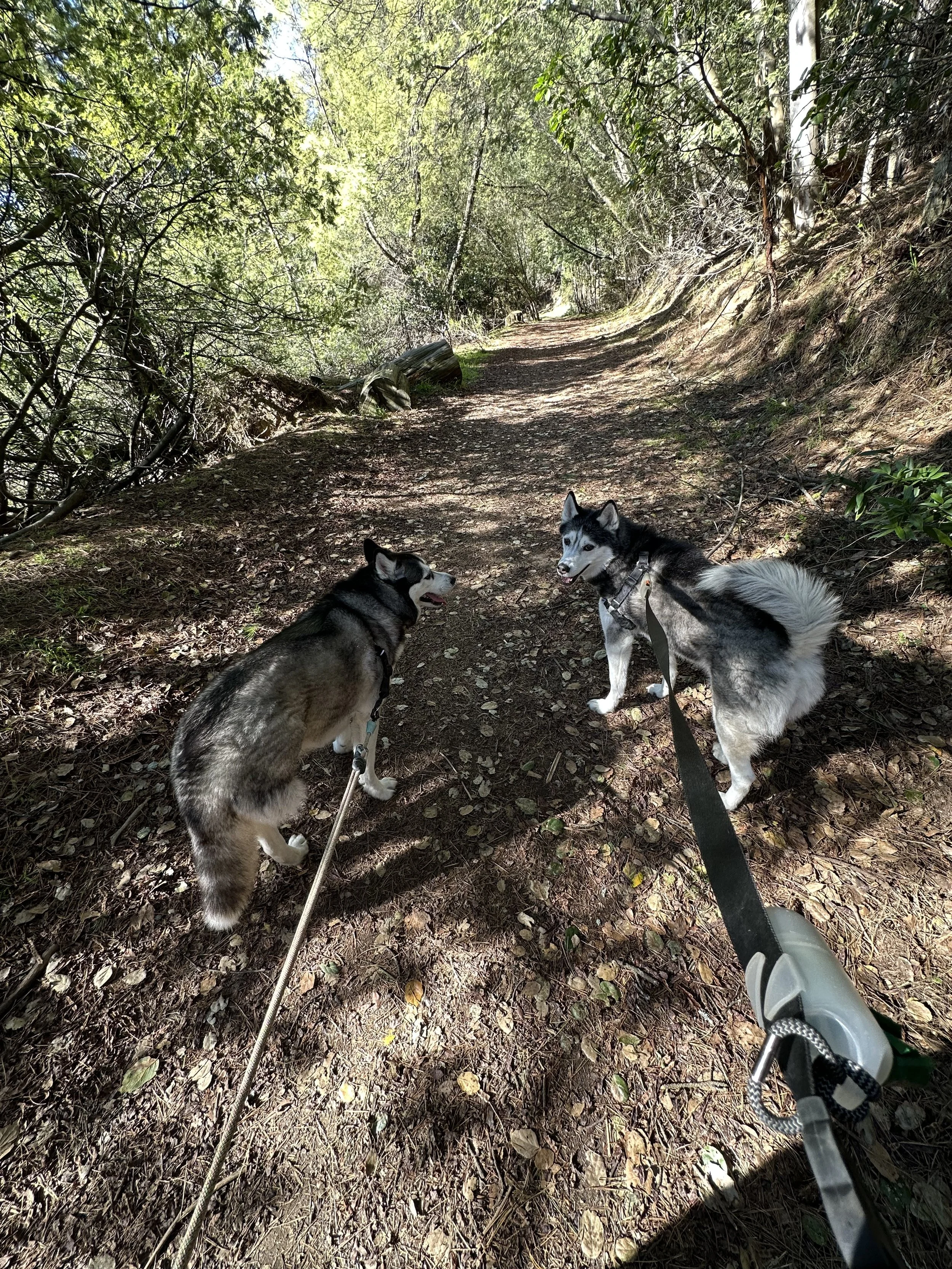 Two huskies on a dirt trail in a wooded area, looking back at the camera, with sunlight filtering through the trees.